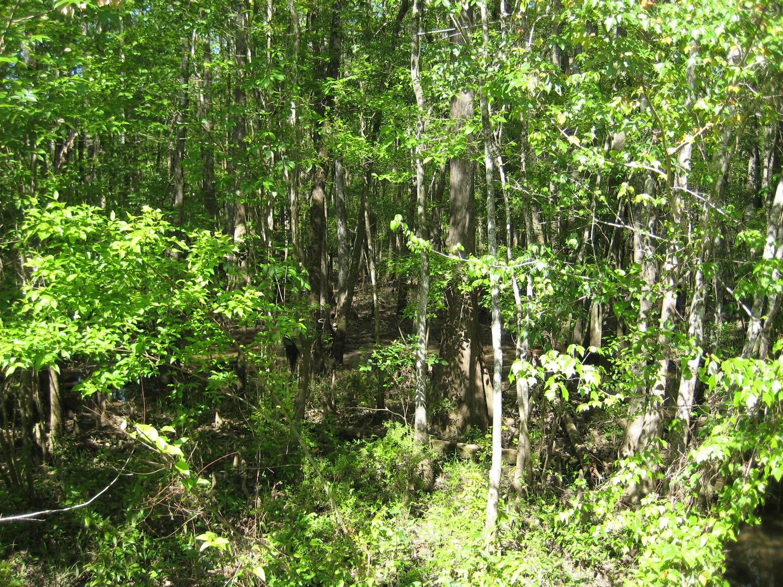 Main image without alt text