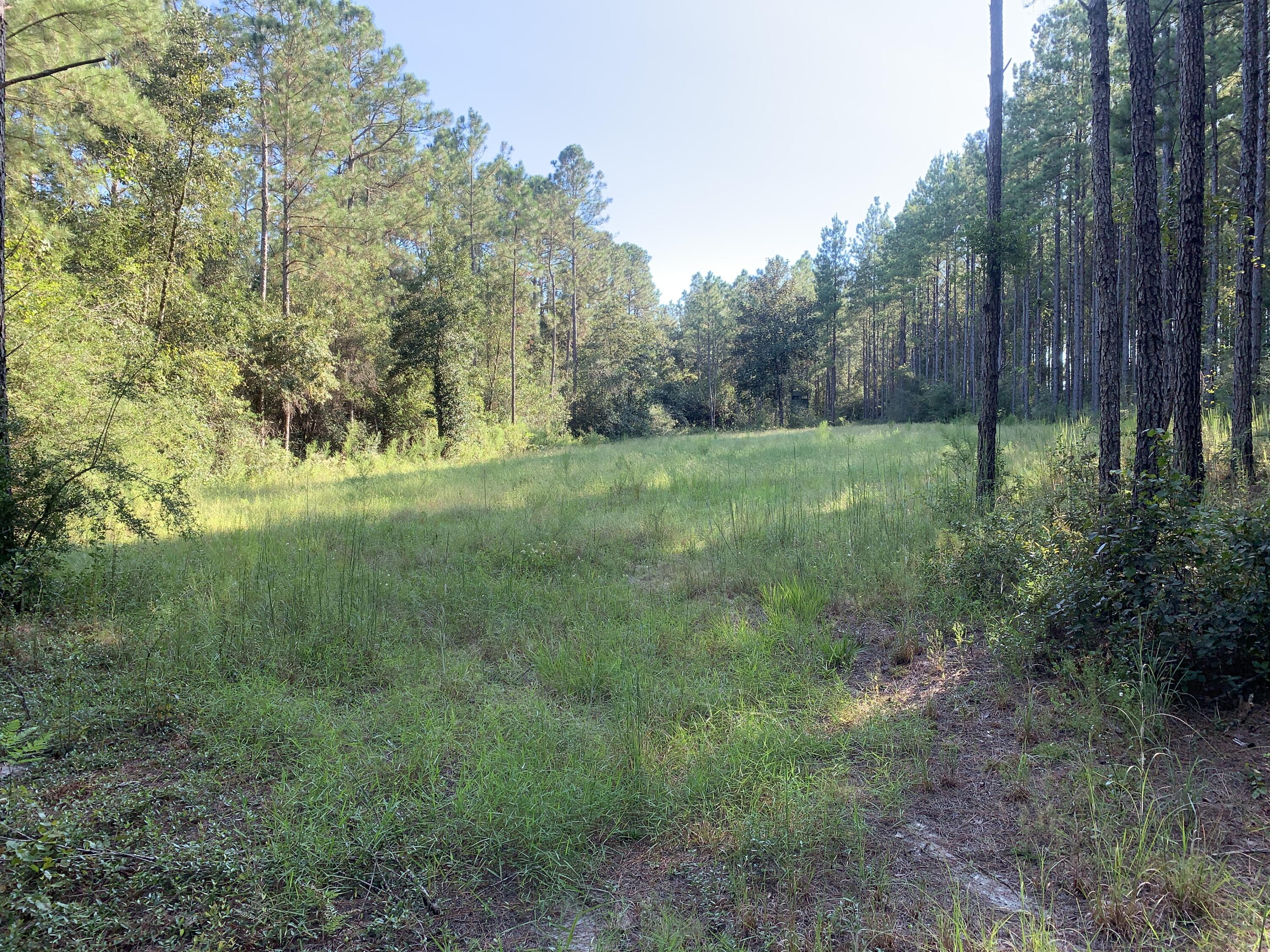 WALTON PLANTATION - Land