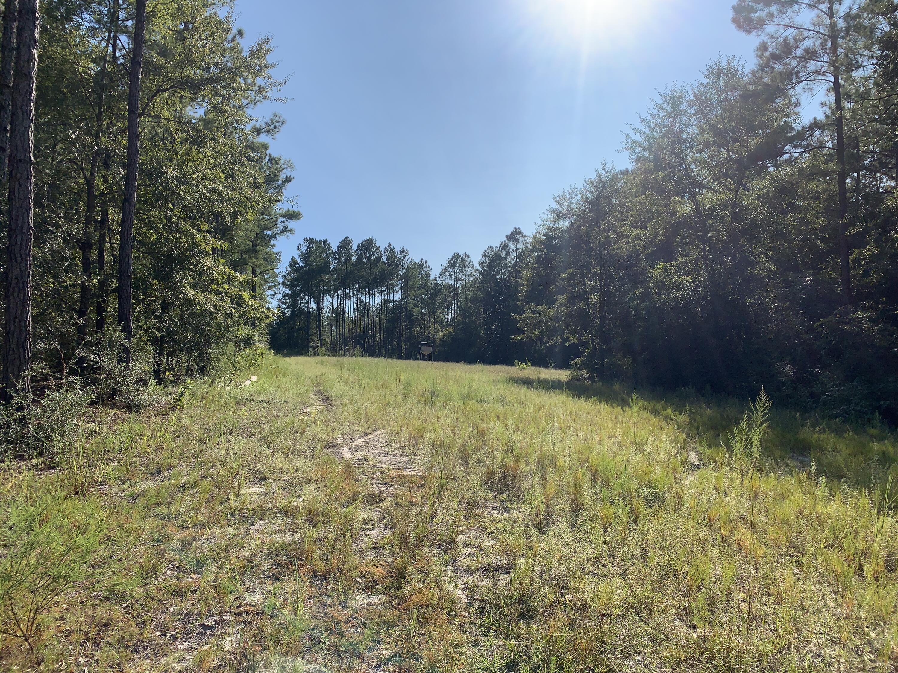 WALTON PLANTATION - Land