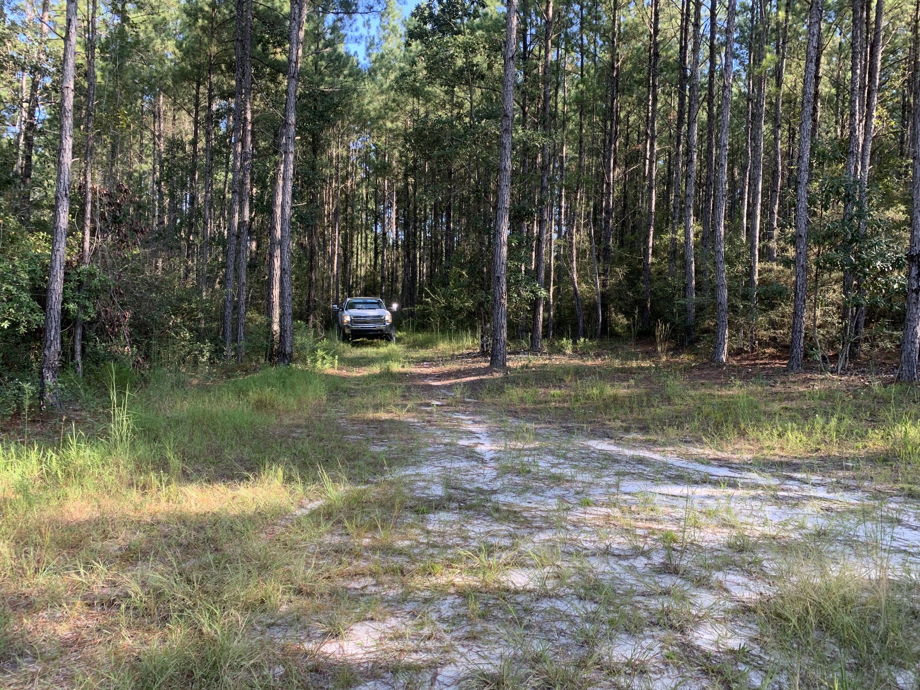 WALTON PLANTATION - Land