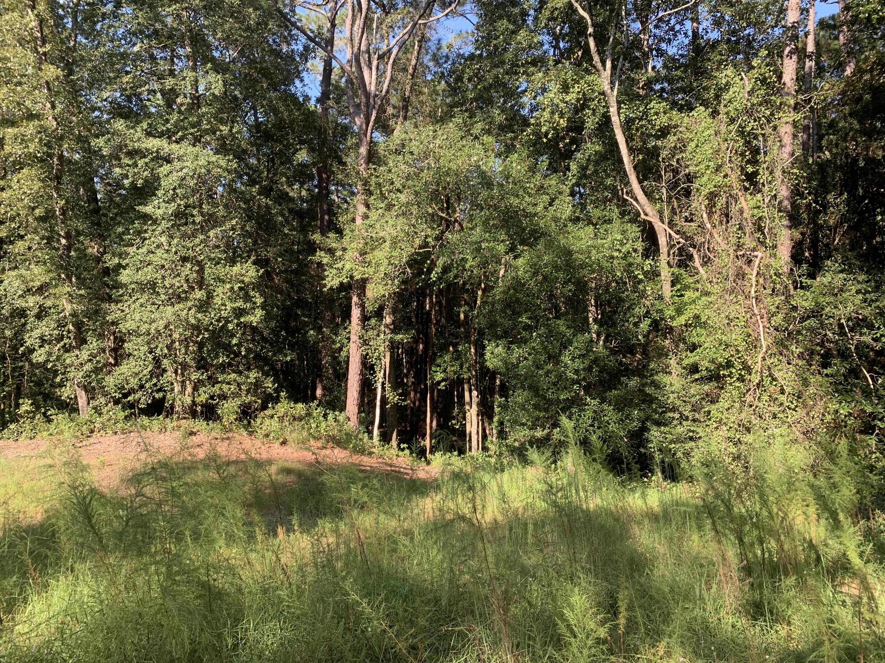 WALTON PLANTATION - Land