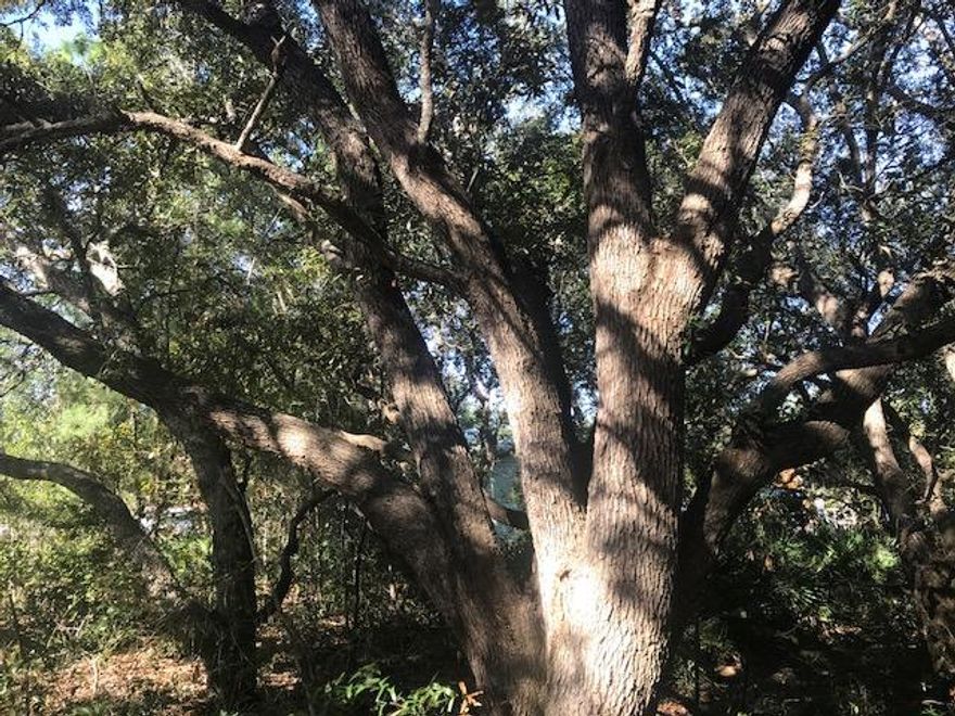 This is a very nice Oak Wooded lot with mature Oaks on it. In a really nice area within walking distance to Publix and Holly Navarre Primary School. Lot is High & Dry and is not in a Flood Zone. Zoned R1.