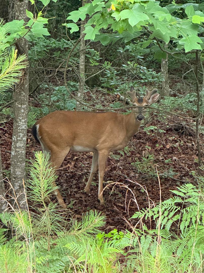 Farm Property 10 acre tract Residential - Residential