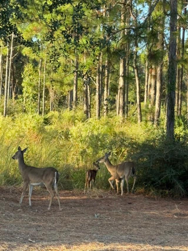 Farm Property 10 acre tract Residential - Residential