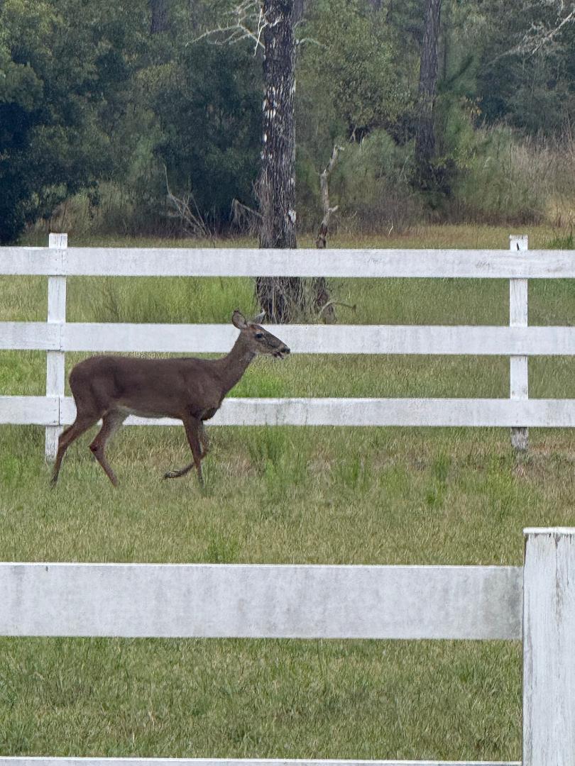 Farm Property 10 acre tract Residential - Residential
