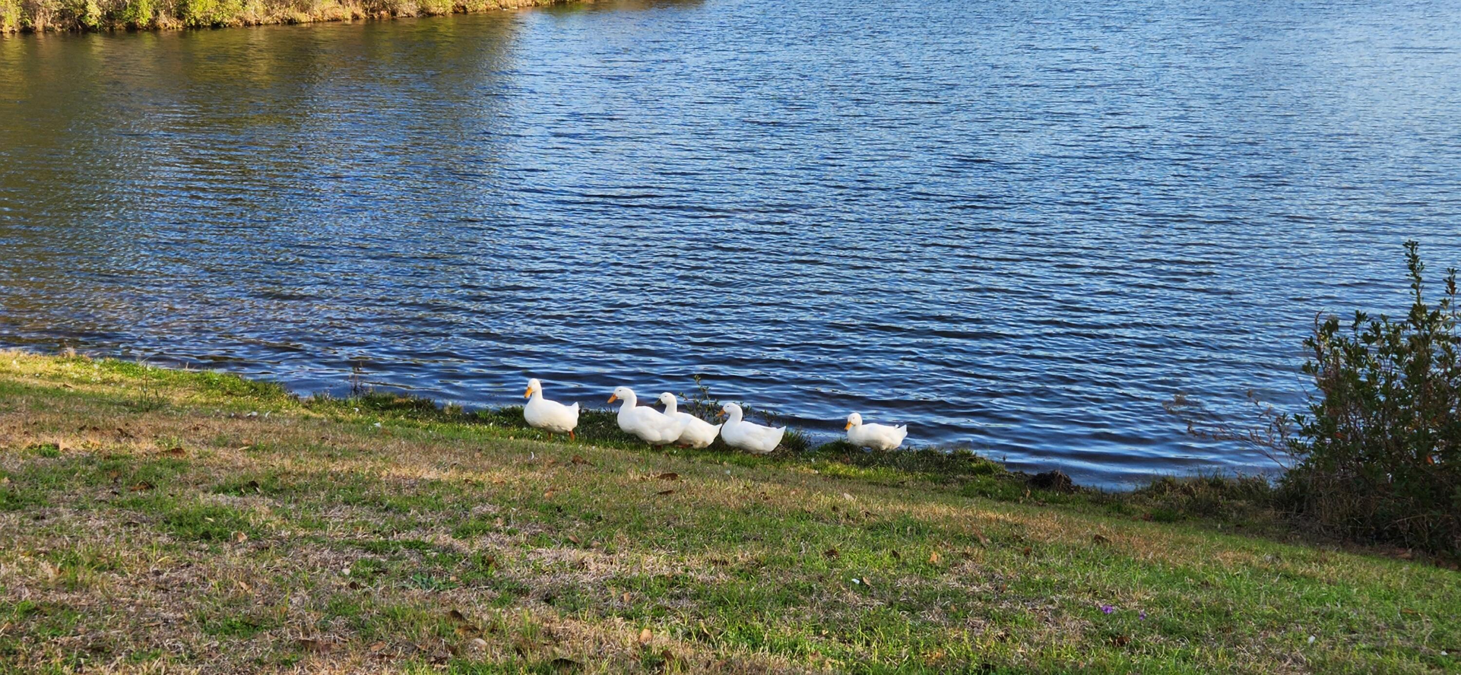 LAKE ARTHUR ESTATES - Land