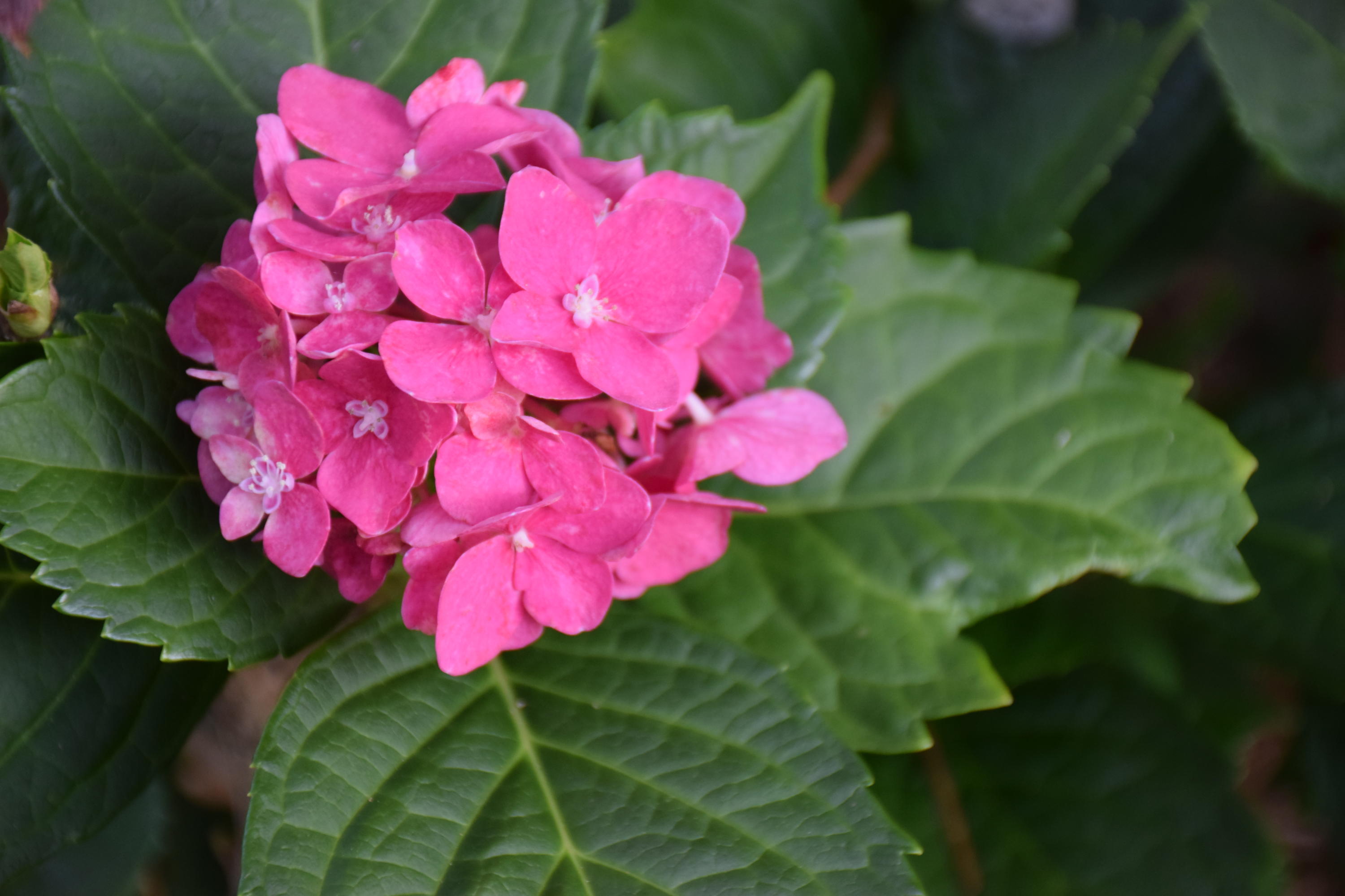 Windward Phase III - Residential