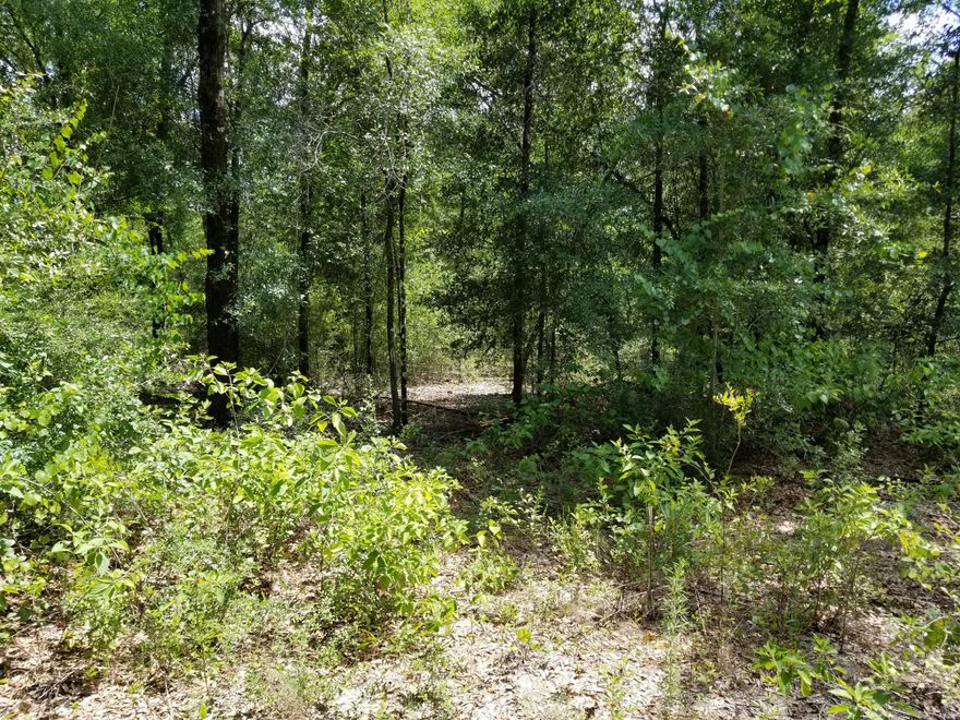 This is your great escape you've been looking for! Mostly wooded 49.2 acres located on Hinote Rd, a paved road with access to electricity. Property zoned General Agriculture. Parcel strategically located approximately 6 miles from Blackstone Golf Course and Mossyhead Elementary School, 7.5 miles from I-10 exit 70, 8.5 miles from Emerald Coast Zoo, 32 miles from Eglin AFB, and only 30 minutes to the beautiful beaches of the Emerald Coast! This one is a must see!*All mileage is approximate. Buyer to verify all information.