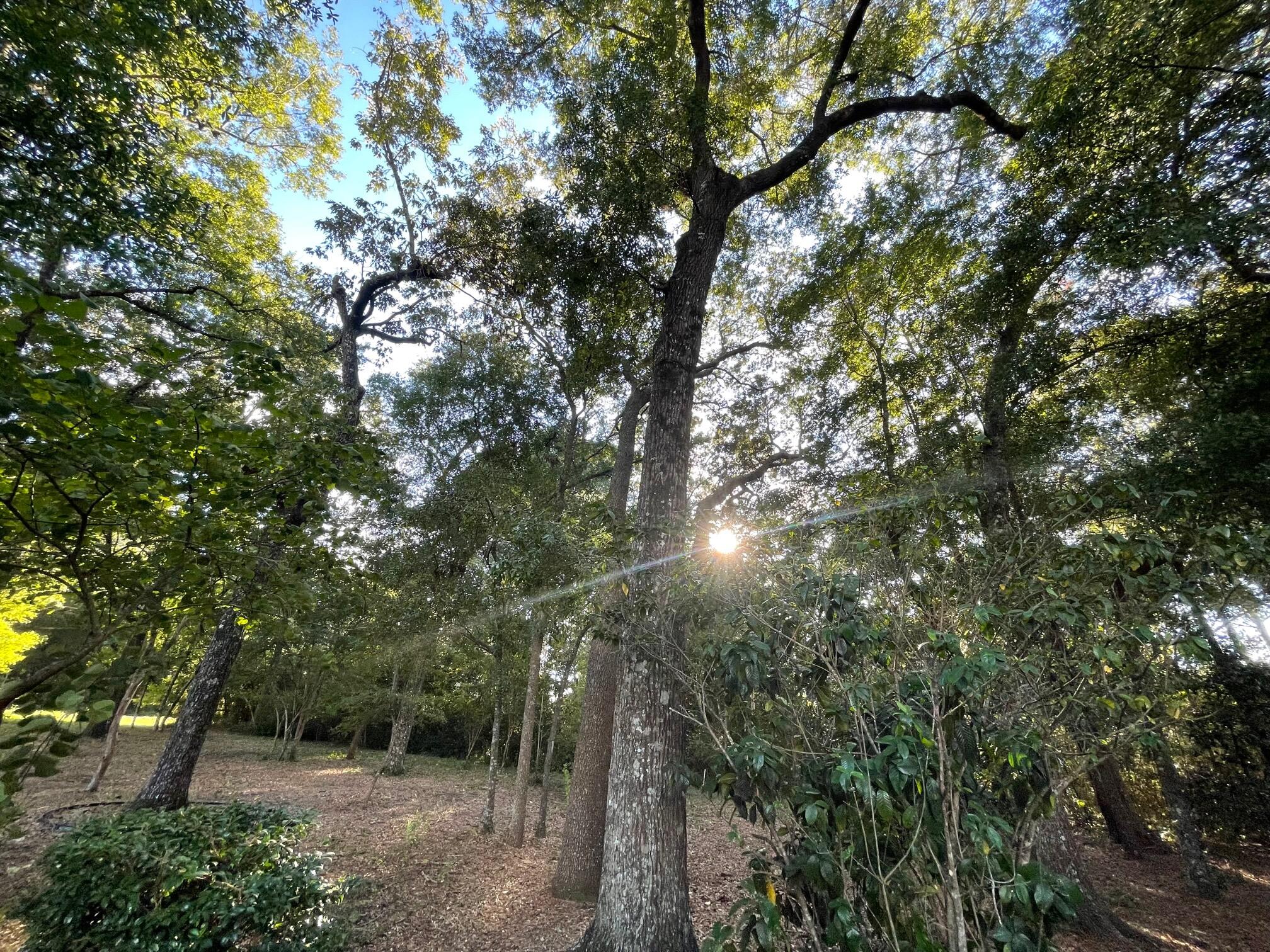 DOGWOOD TERRACE - Residential