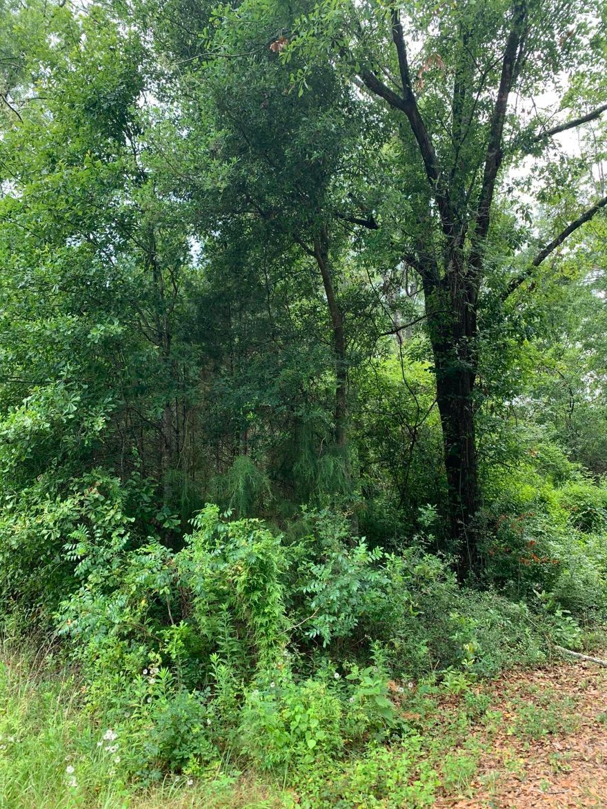 4.28 acres wooded property conveniently located to south Walton or Bay county. Perfect spot for an easy commute to work. Fronts secondary paved road a block off State Hwy 81, only one mile from Bruce.  Good site for those who enjoy fishing at nearby Choctawhatchee River.  Vacant land with no improvements.   There are large pine and oak trees on parcel.  Owner states trees have not been cut since he purchased in 1977.  Narrow strip fronts road and property widens out to square parcel.  Majority of property is about 200 feet from street which allows for more privacy.  Plenty of elbow room in country setting!