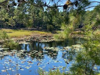 Wild Heron Phase VI - Land