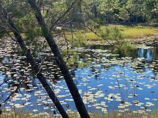 Wild Heron Phase VI - Land