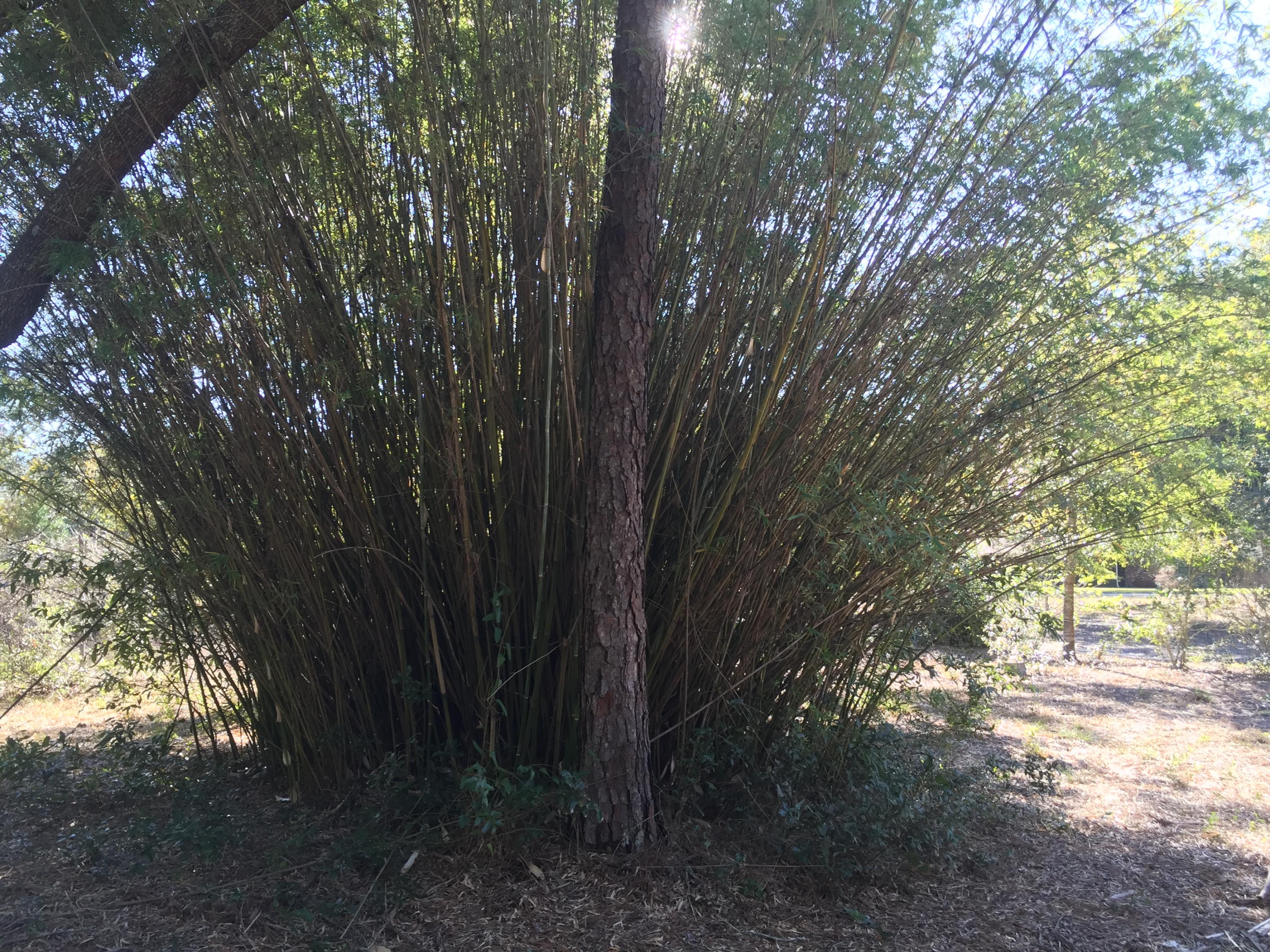 ALEXANDER HEIGHTS - Residential