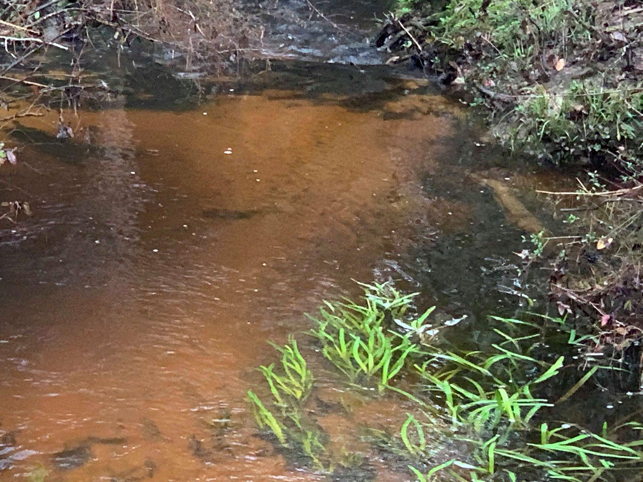 Property has creek that runs through it. Also, it has water frontage to a pond on the north end of the property. Road frontage on 2 sides on the property. Wooded and Private on a paved road. Tons of potential. School zone would be Samson.