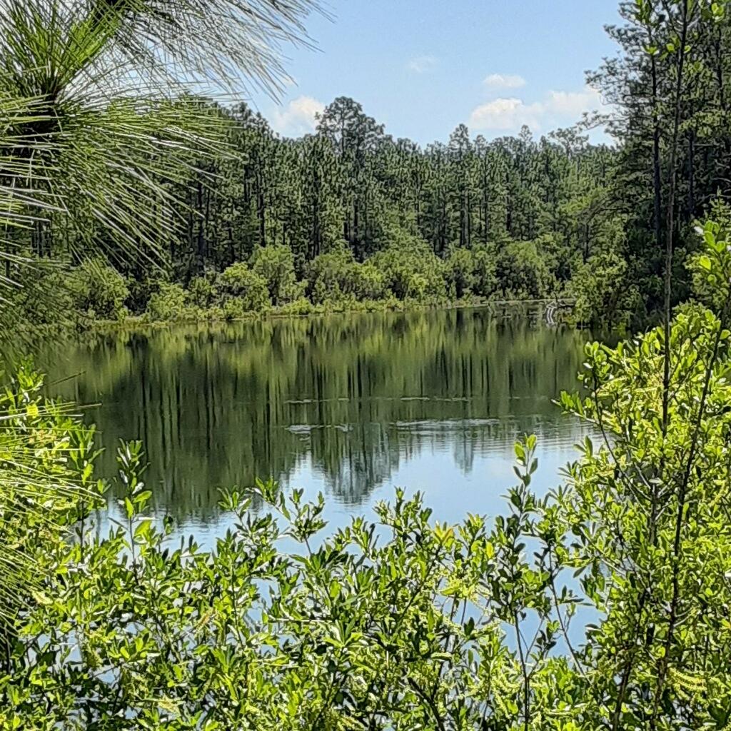 Start your day off with the beautiful sun rises and wind down at the end of the day with the mesmerizing sunsets. Private road with a cup-de-sac! This land features a spring fed pond that originates on parcel B. Crystal clear spring H20! Lots of fish and wild flowers. Come make this yours today.