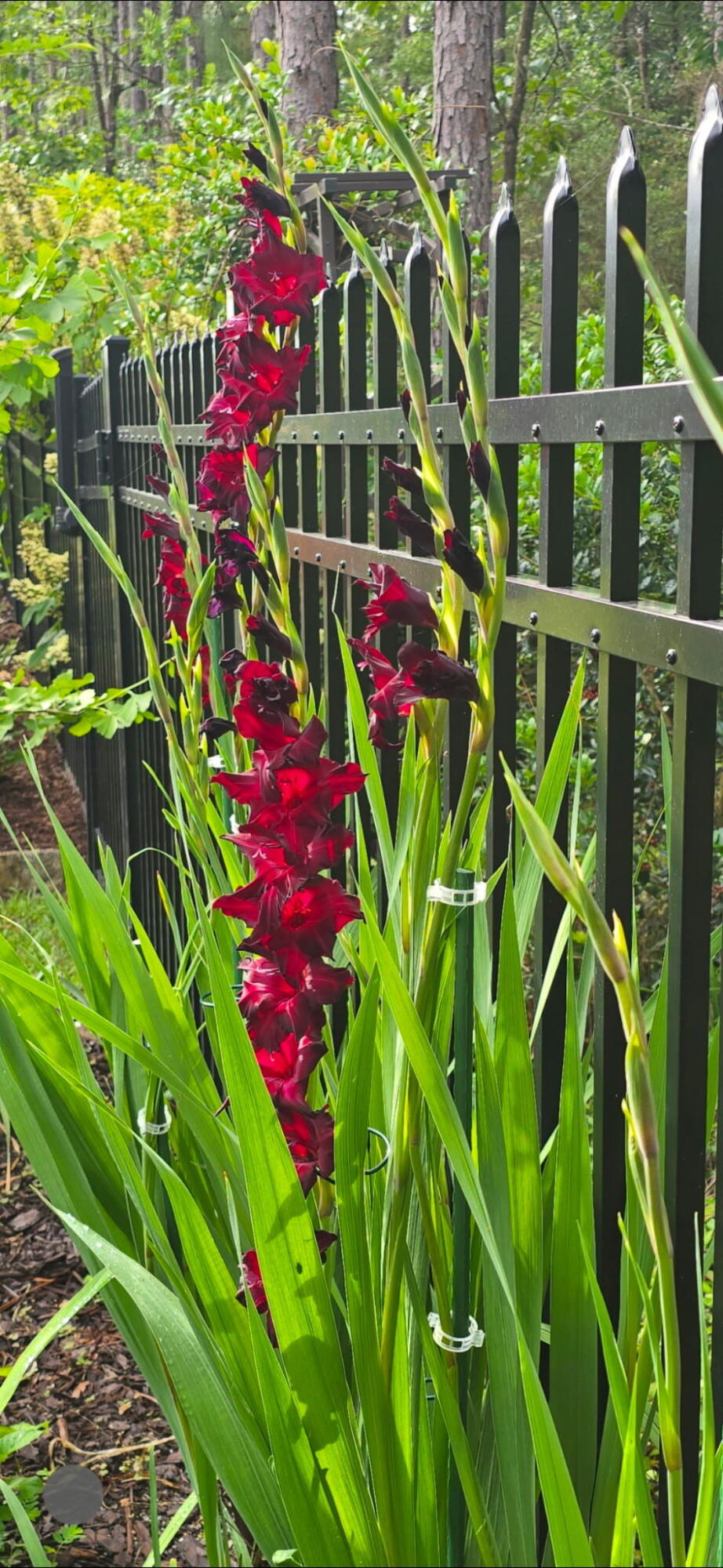 Nature Lake - Residential