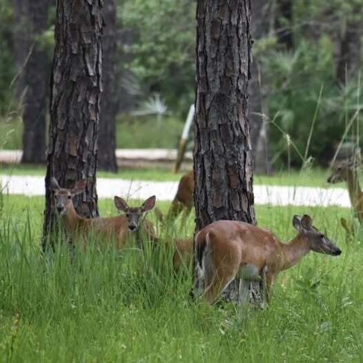 RIVERCAMPS ON CROOKED CREEK PH 2 MAP 44 LOT 130 ORB 4771 P 2075 - Land