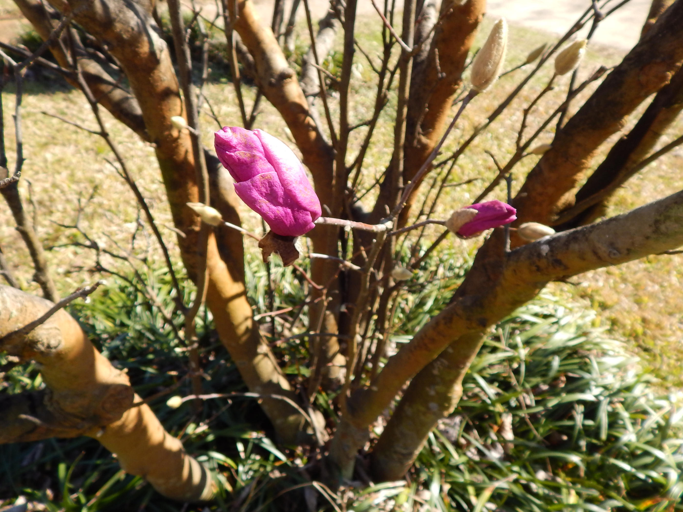 CIMARRON ESTATES - Residential