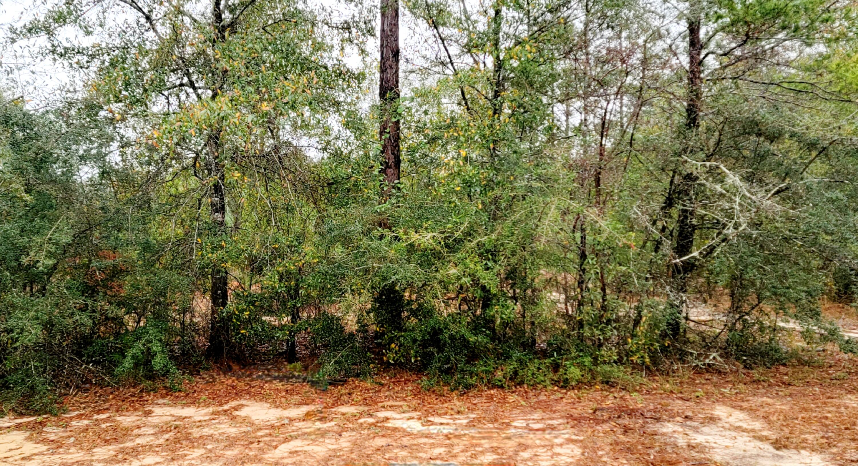 CAMELLIA COVE - Land