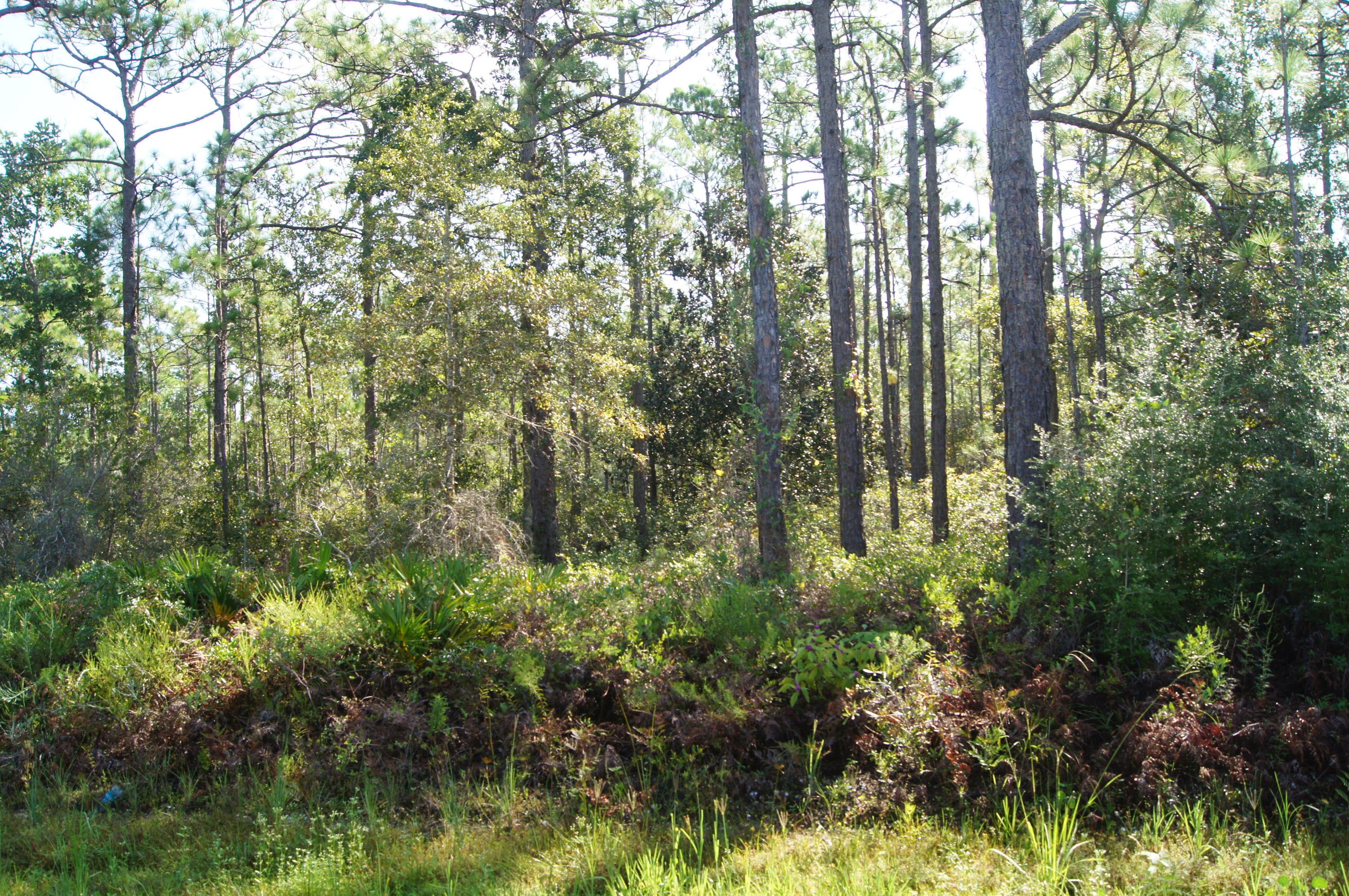 SANTA ROSA PLANTATION - Land