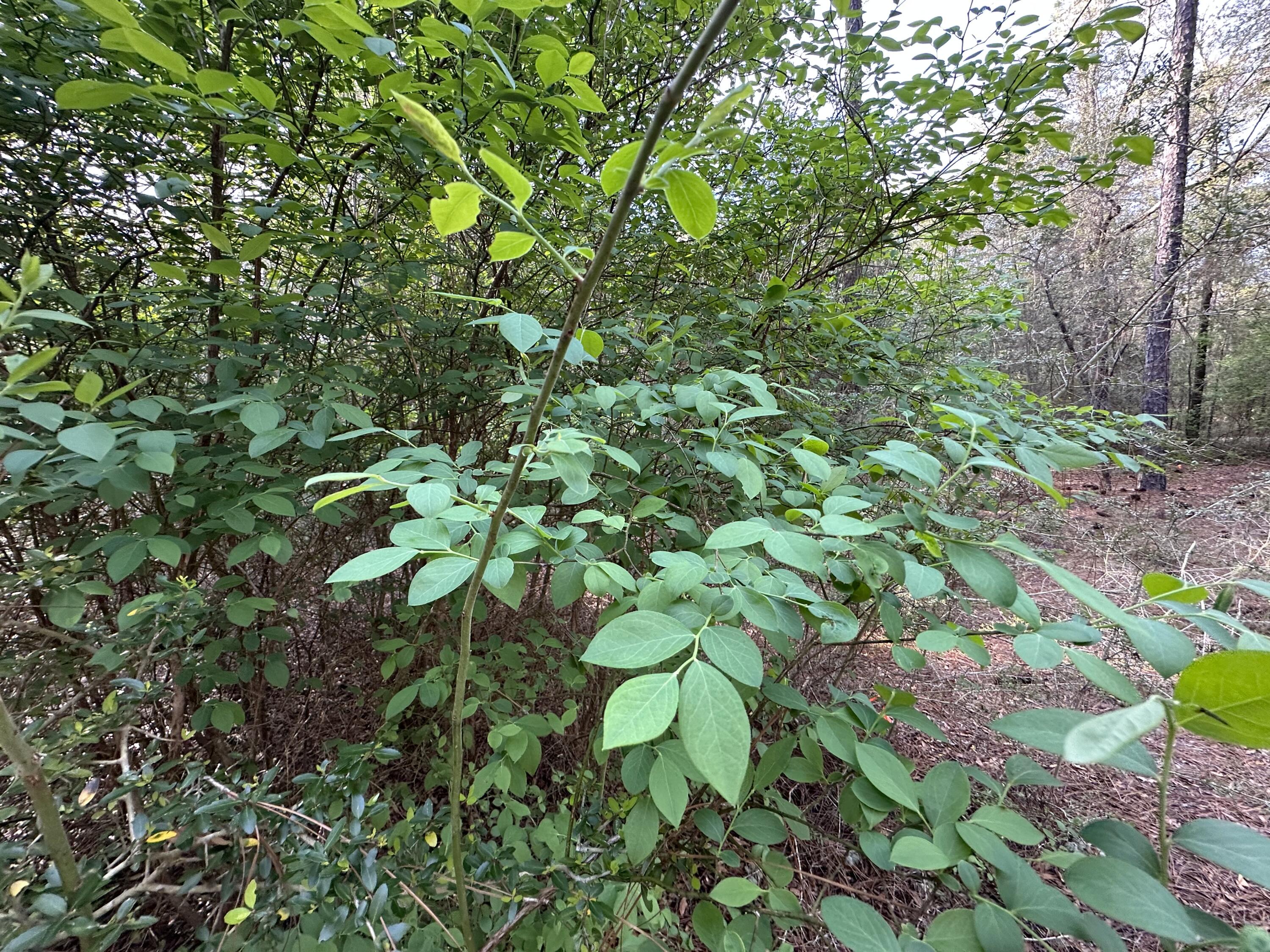 METES & BOUNDS - Land