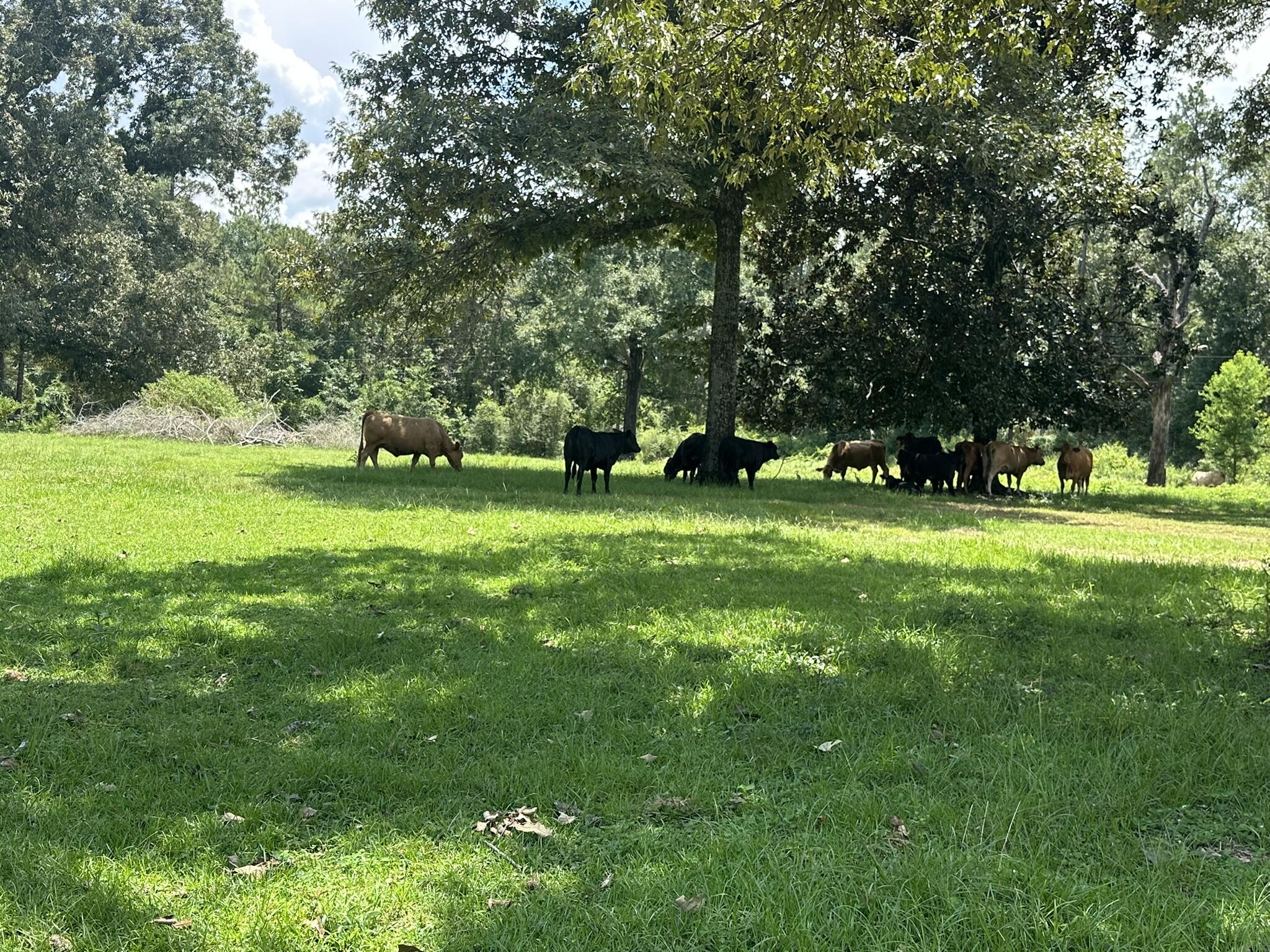 Lots 3, 4, and 5 on Bullard Road offer approximately 29.9 +/- acres in the Milton area, presenting an excellent opportunity for those seeking expansive Northwest Florida acreage with versatile potential. The property provides ample room to accommodate a range of future plans, whether for residential, agricultural, or investment purposes. Seller will consider owner financing with approved terms. Sale to be contingent upon final approval of the property split by Santa Rosa County. Seller has never resided on the property and has no knowledge of any homeowners association, utilities, or easements; buyer to verify all information deemed important during due diligence.Sale to be contingent upon final approval of the property split by Santa Rosa County. Seller will consider owner financing.