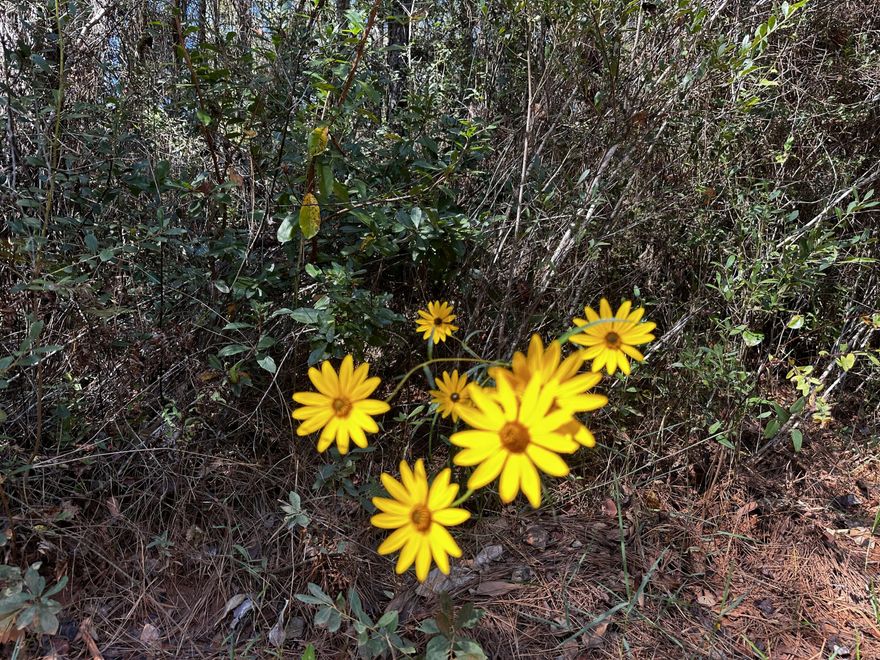 88+/- Acres of Beautiful Prime land!  Bring your hunting gear! Zoned agricultural with no HOA or restrictions.