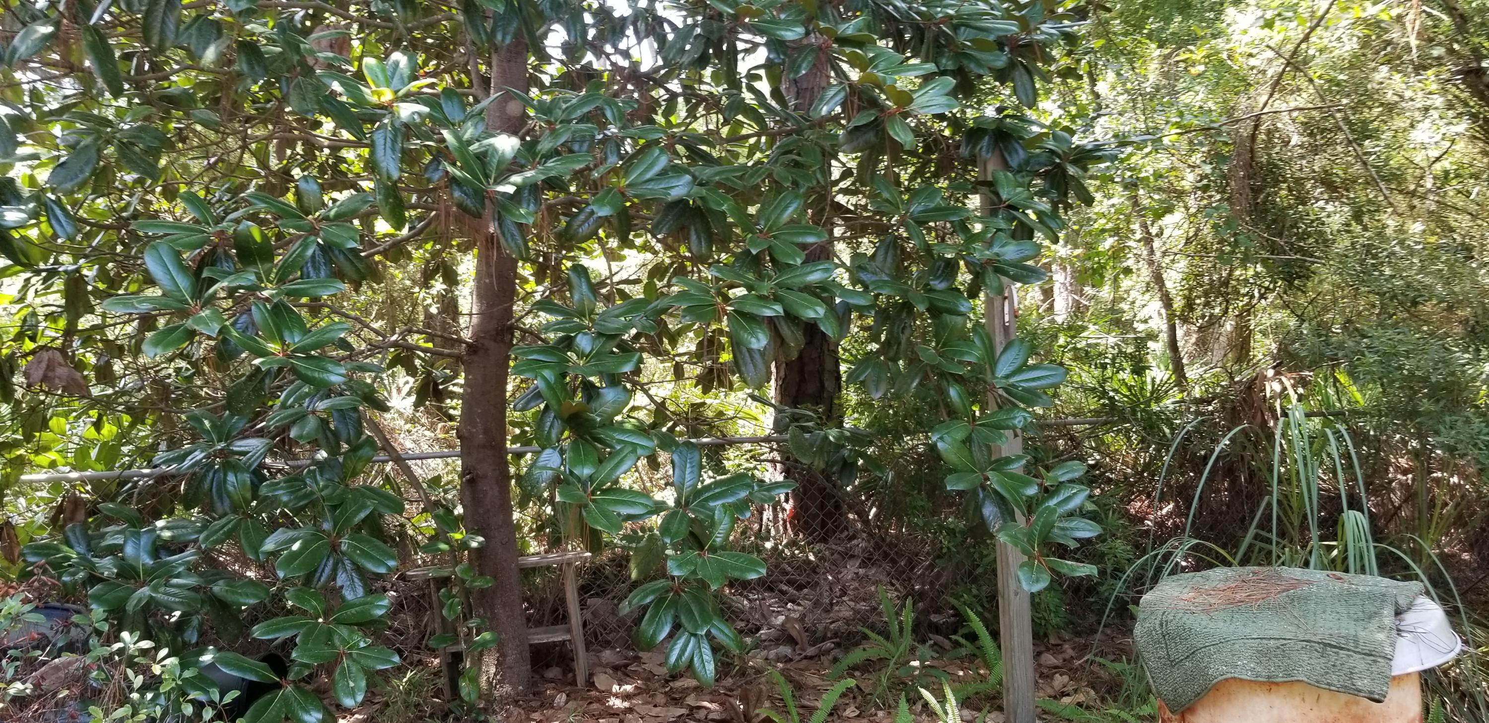 WOODLAWN BEACH 1ST ADDN - Residential