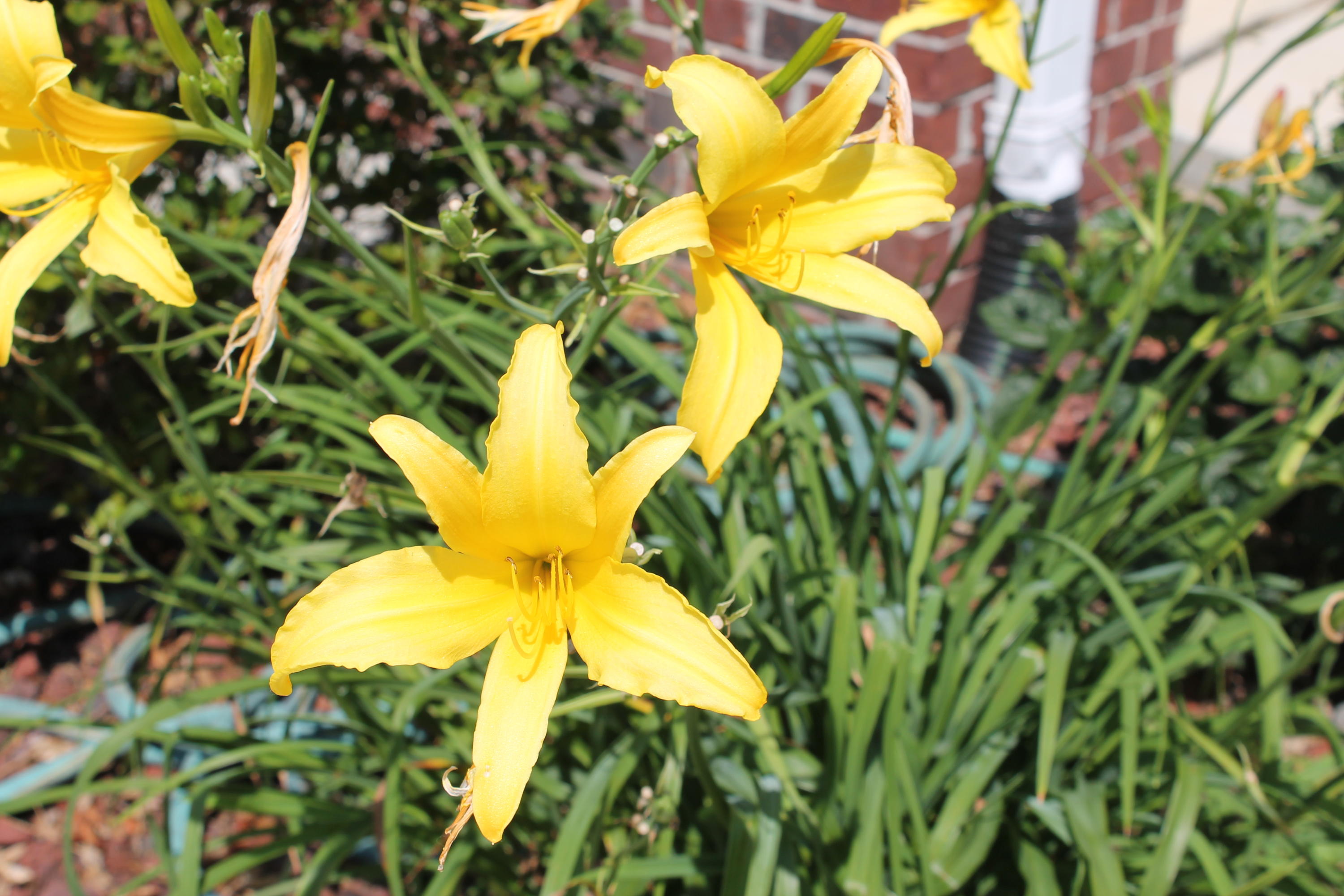 SILVER OAKS PH 2 - Residential