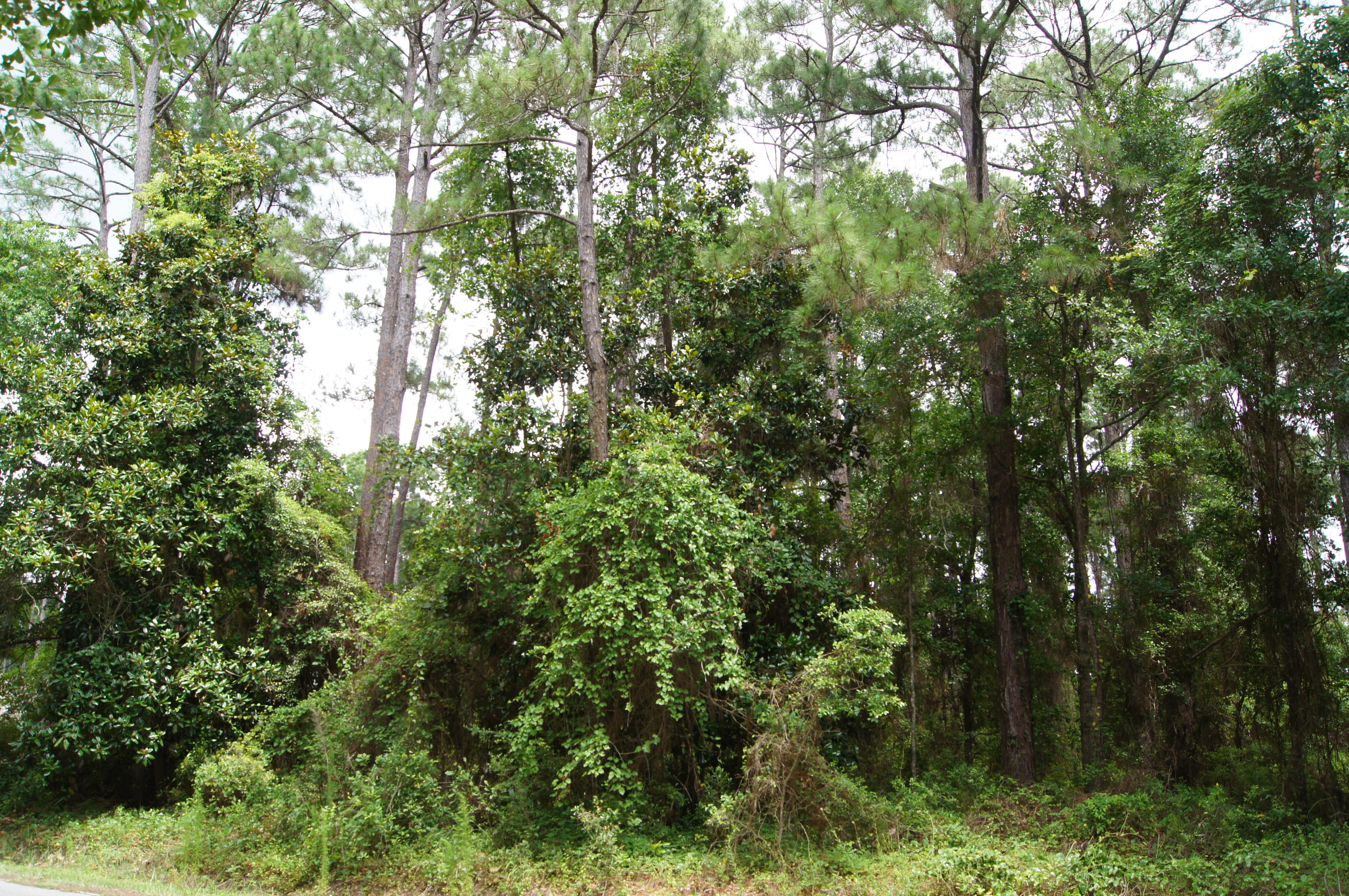 DRIFTWOOD ESTATES - Land