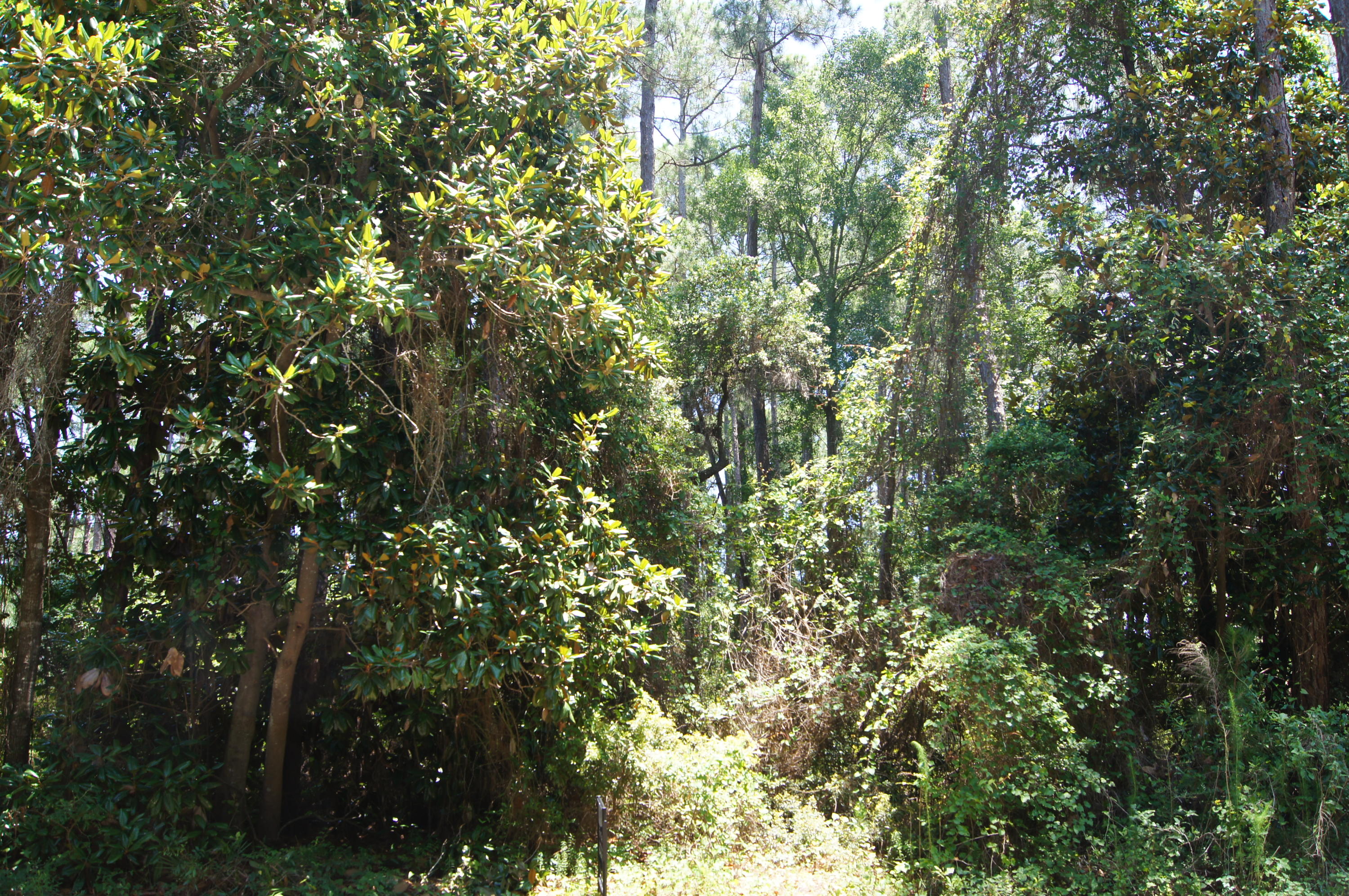 DRIFTWOOD ESTATES - Land