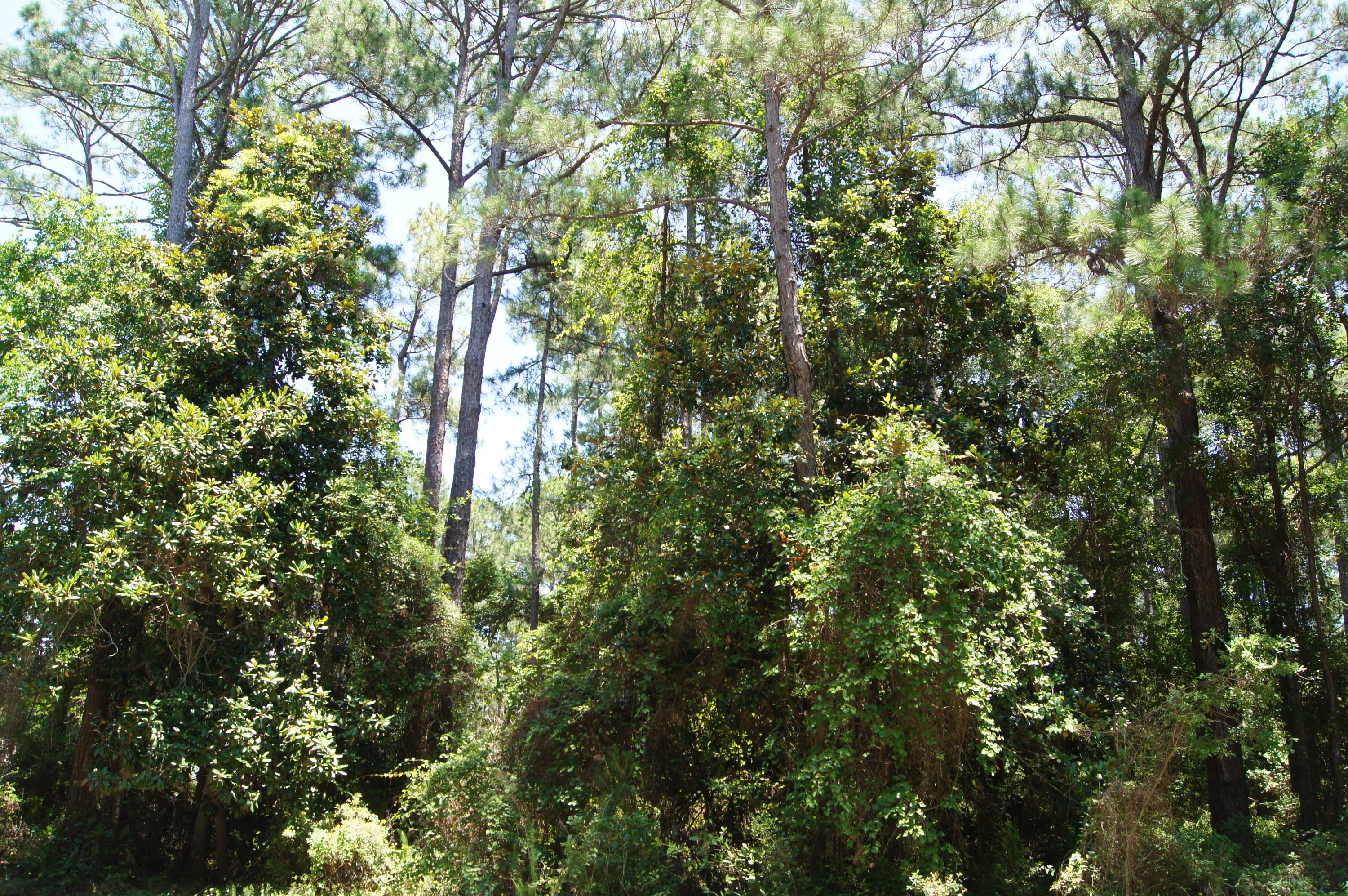 DRIFTWOOD ESTATES - Land