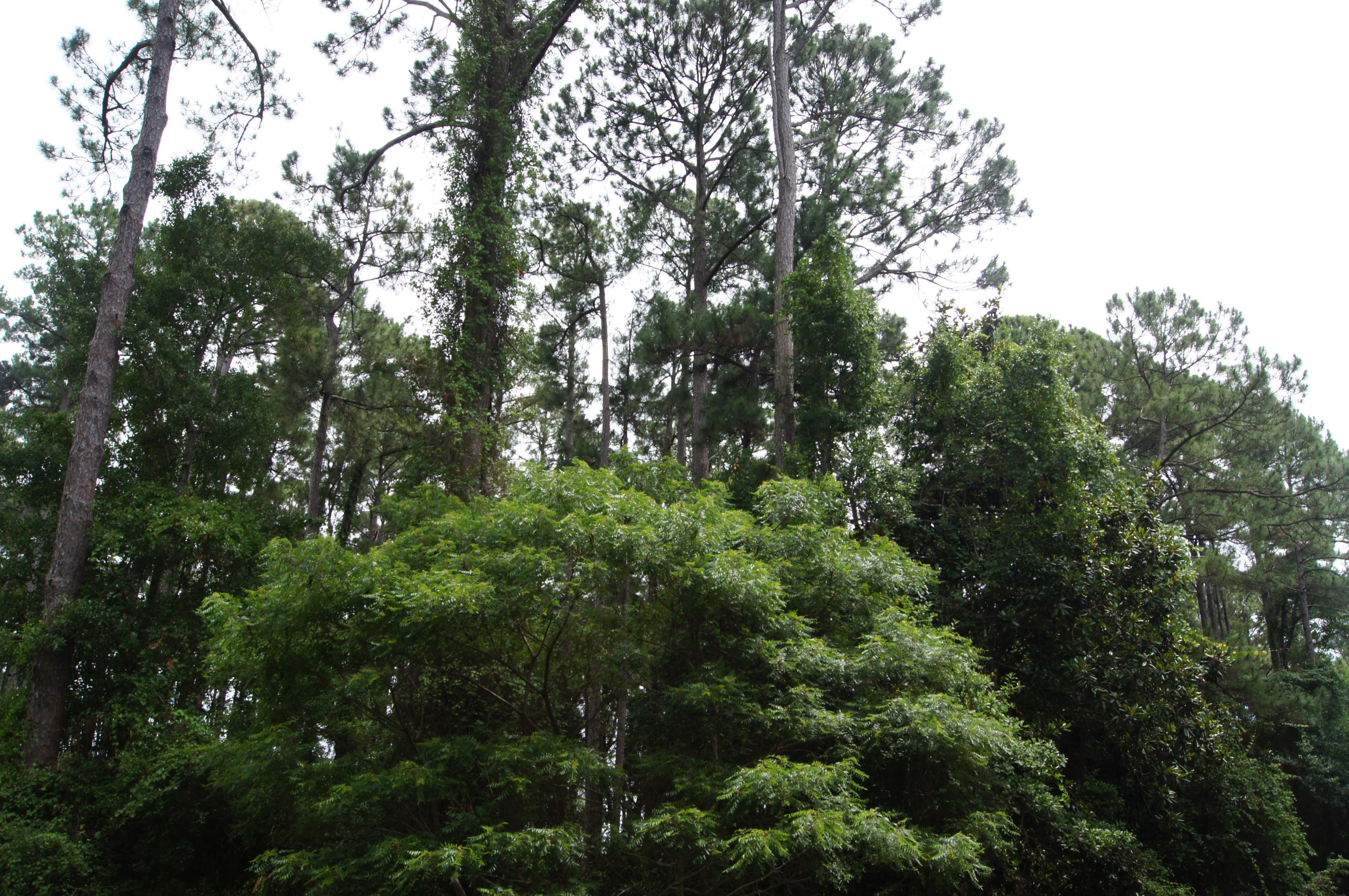 DRIFTWOOD ESTATES - Land