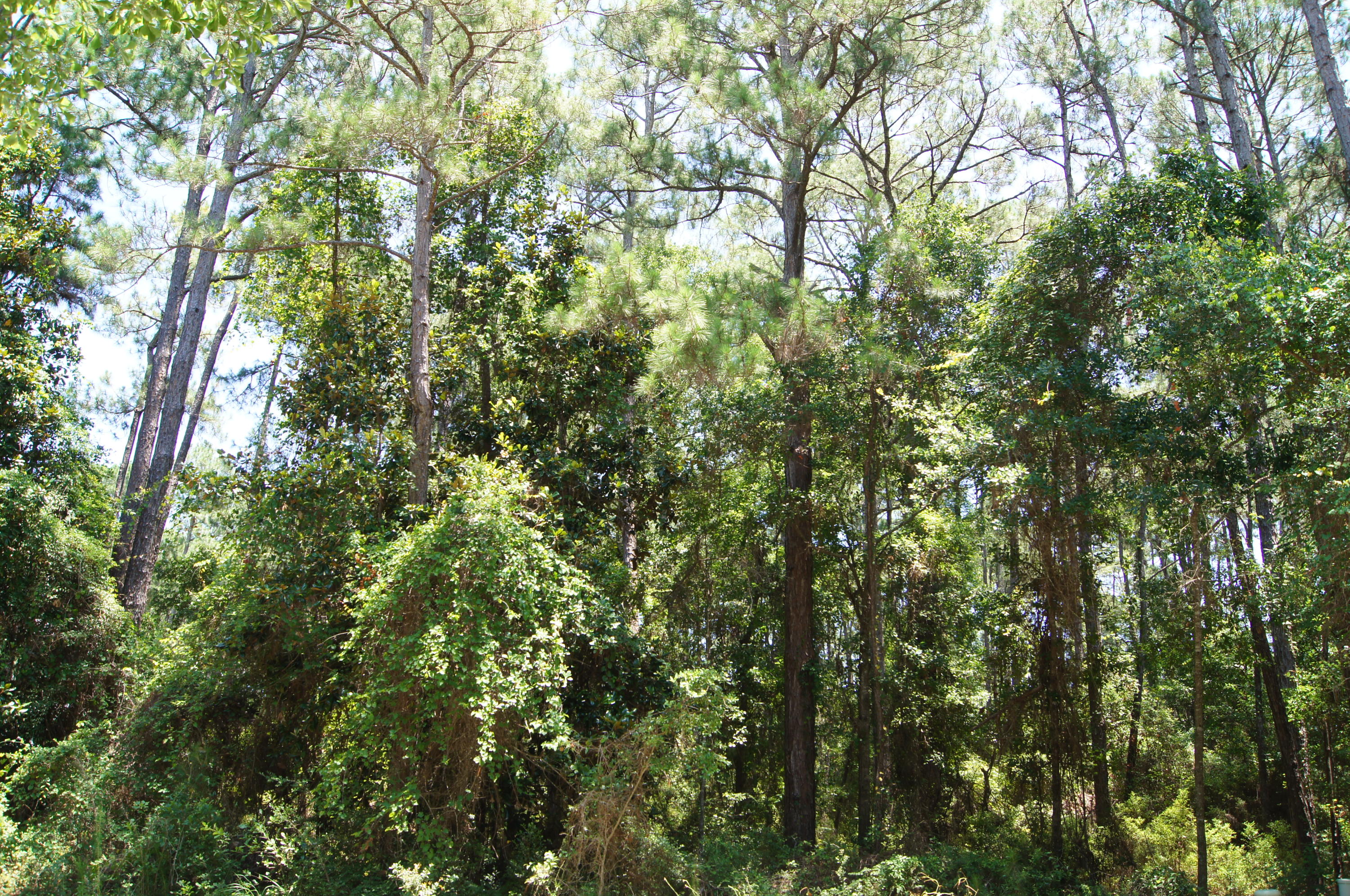 DRIFTWOOD ESTATES - Land