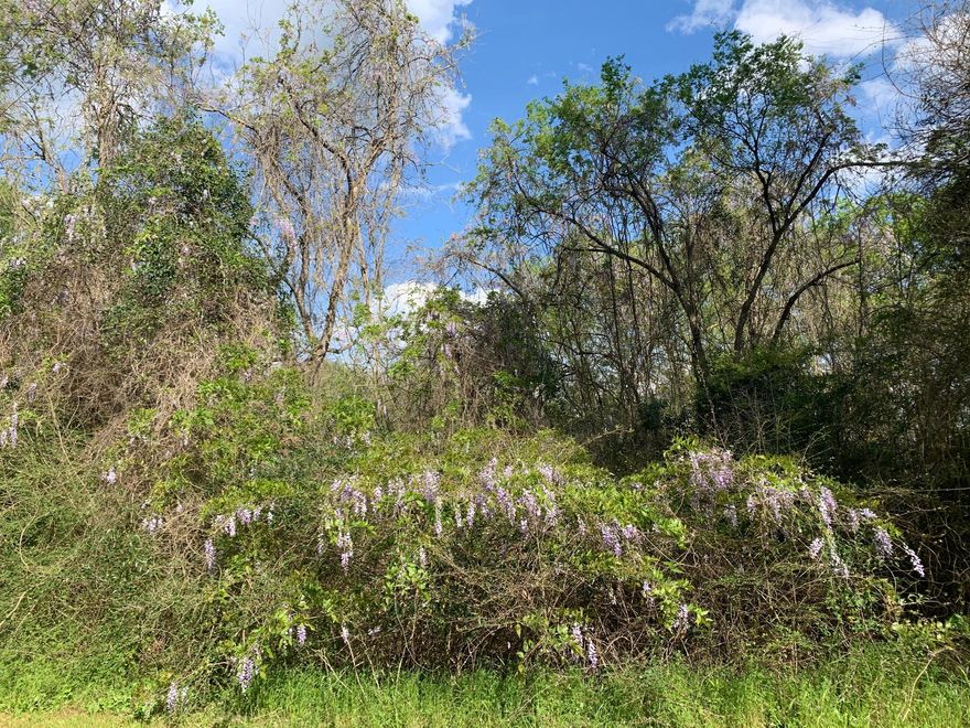 38 Beautiful acres perfect for building your new home or use as a hunting camp. Tons of wildlife in the area. Lots of mature trees on the property. Located on a paved road. You will love having the country ''feel'' but being just minutes from town.