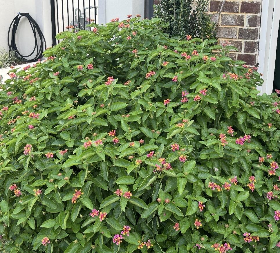 OLDE FORT WALTON - Residential