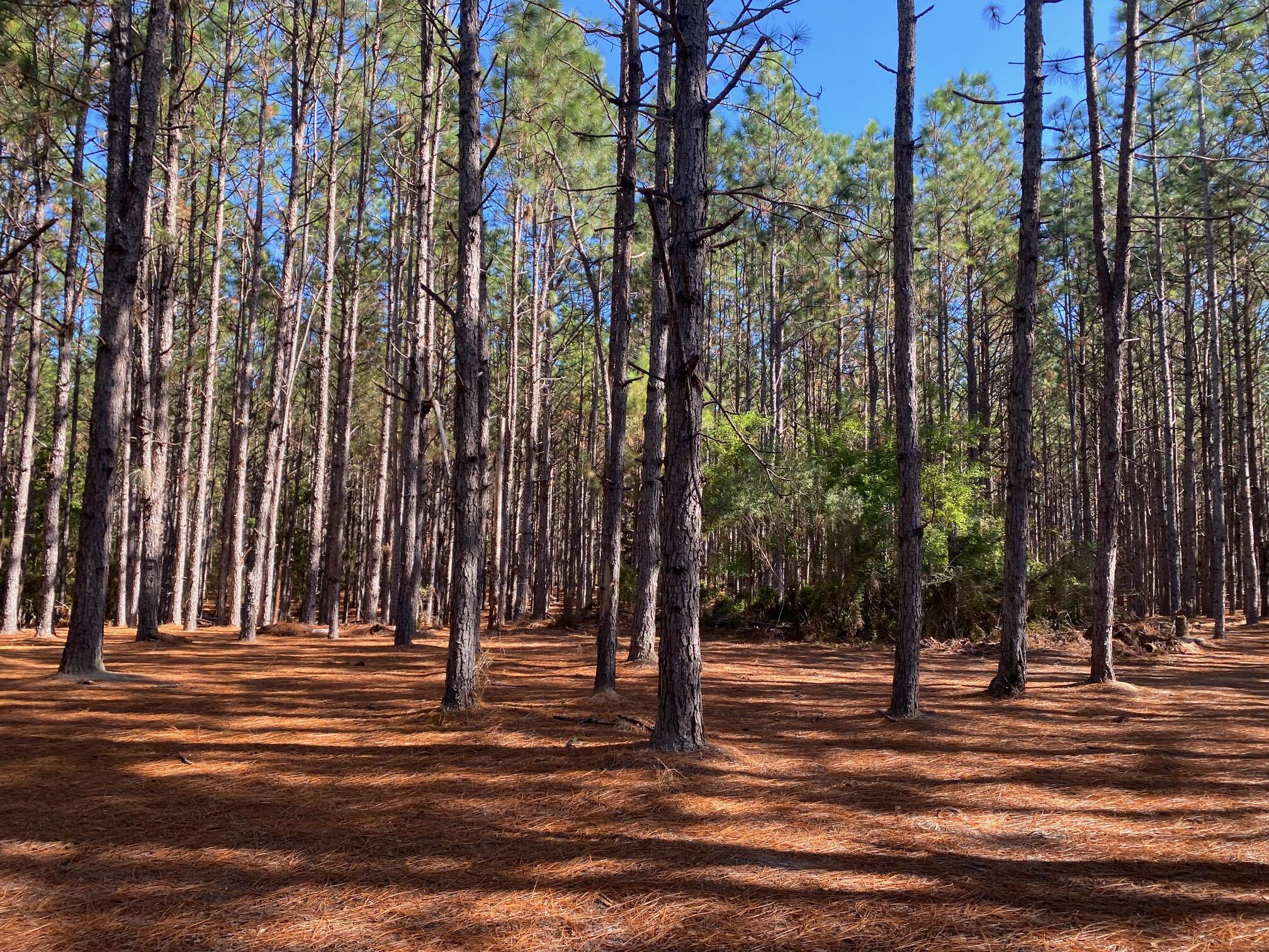 Metes and Bounds - Land