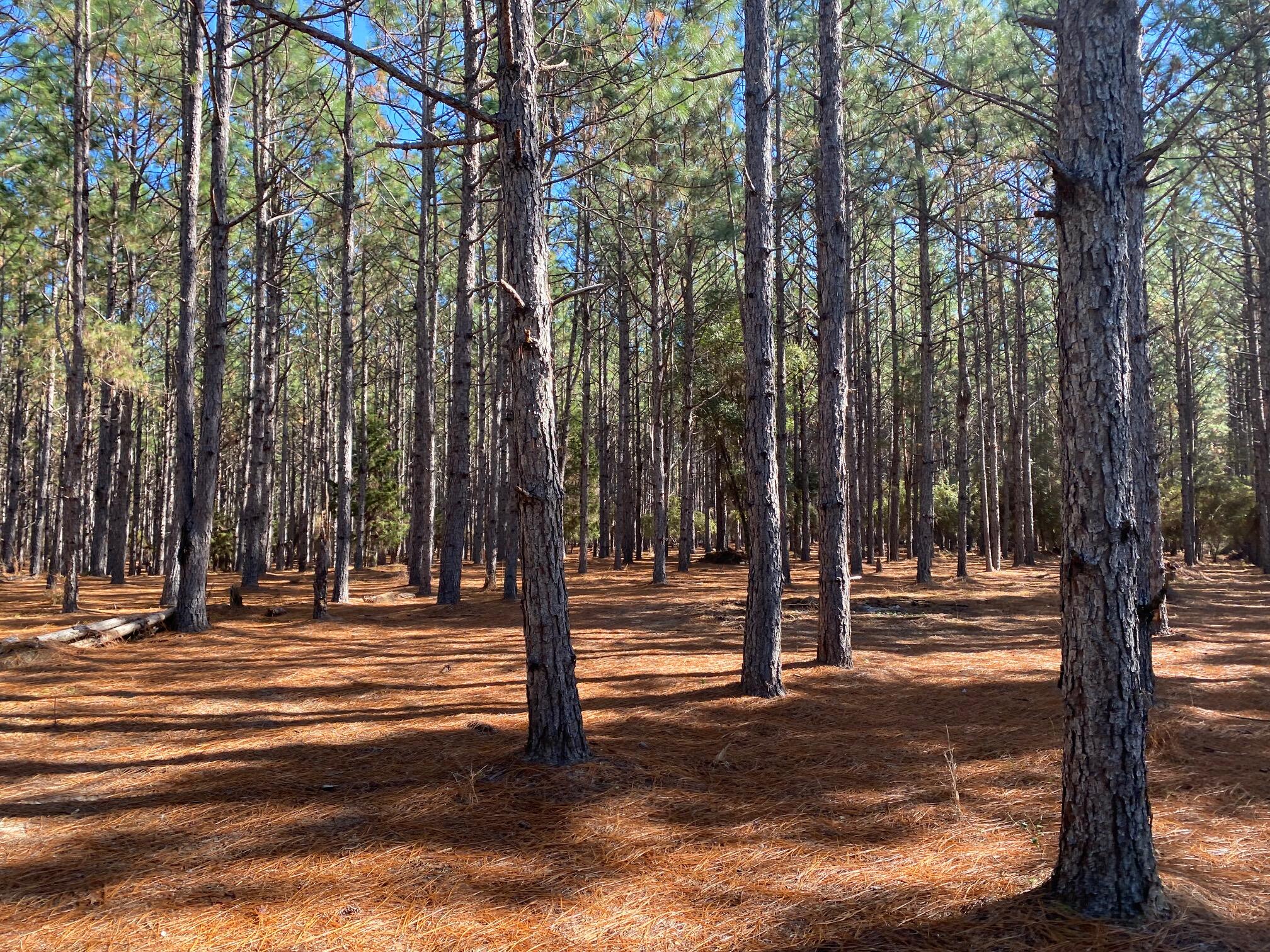 Metes and Bounds - Land