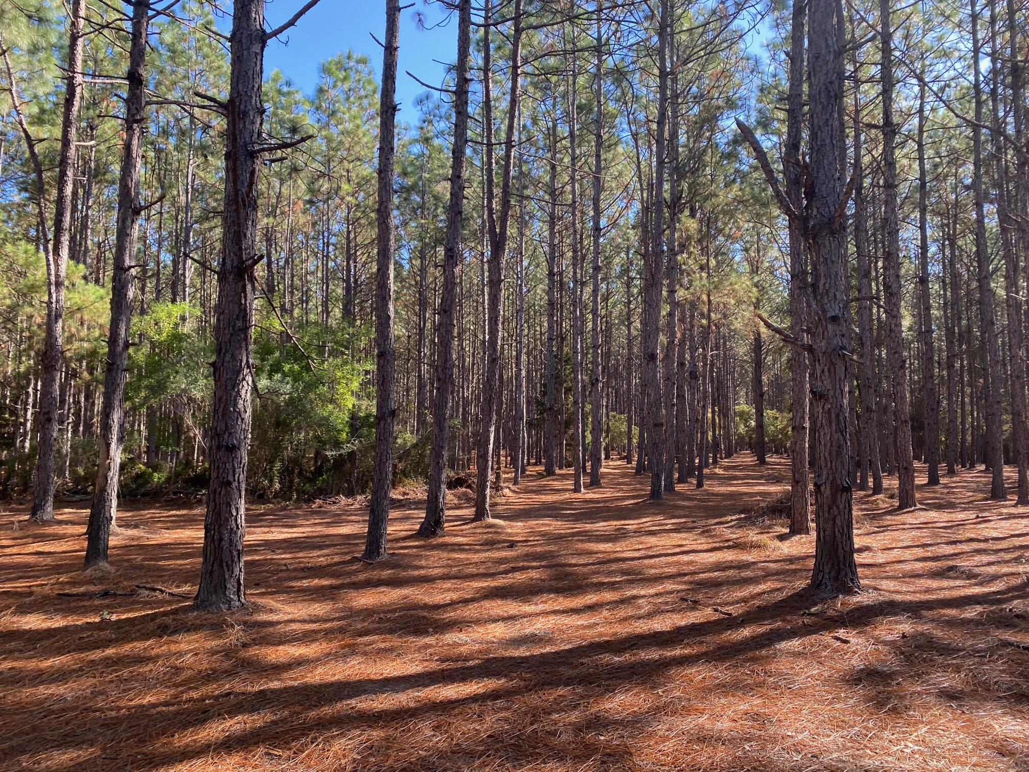 Metes and Bounds - Land