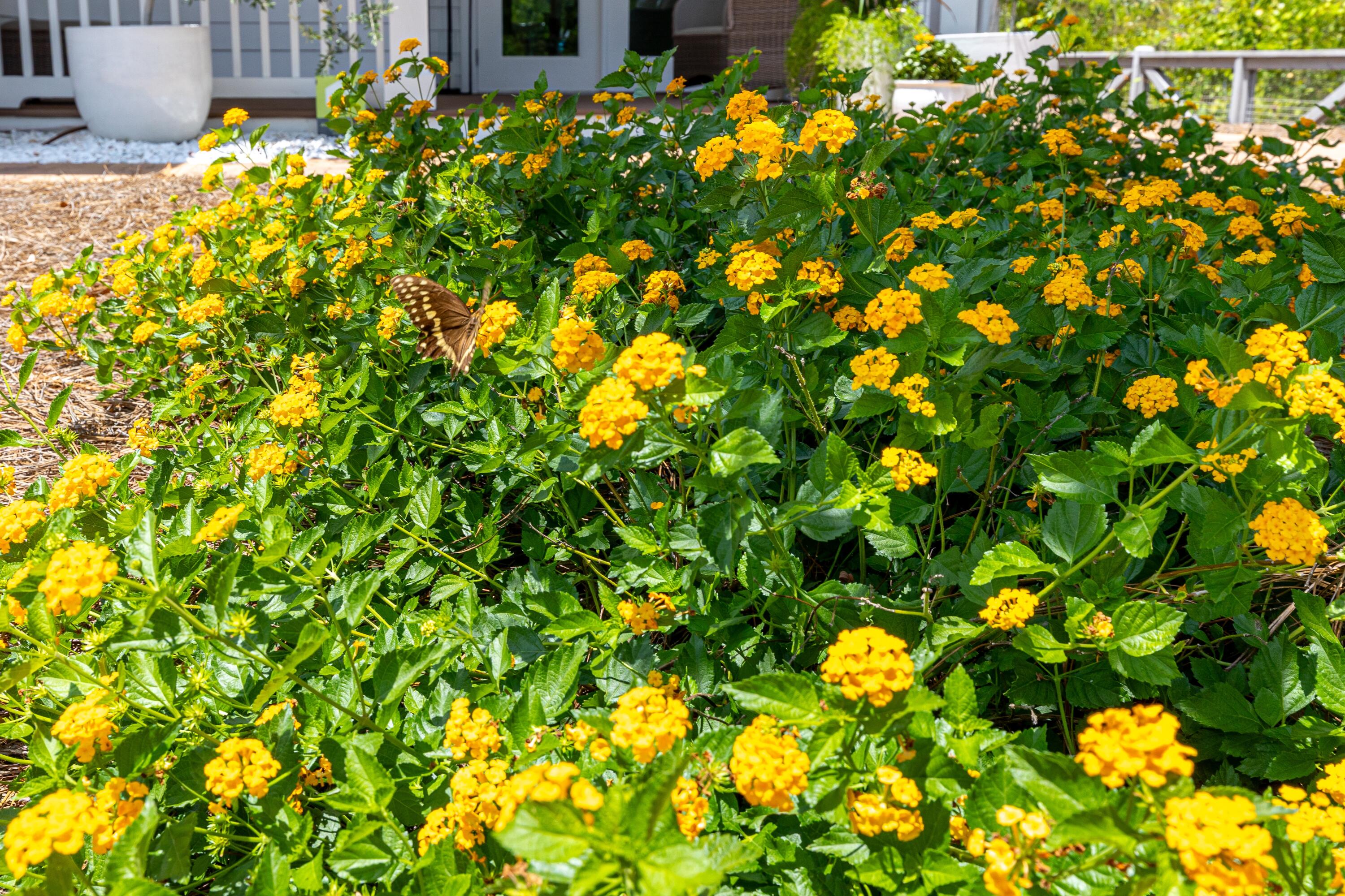 NATUREWALK AT SEAGROVE - Residential