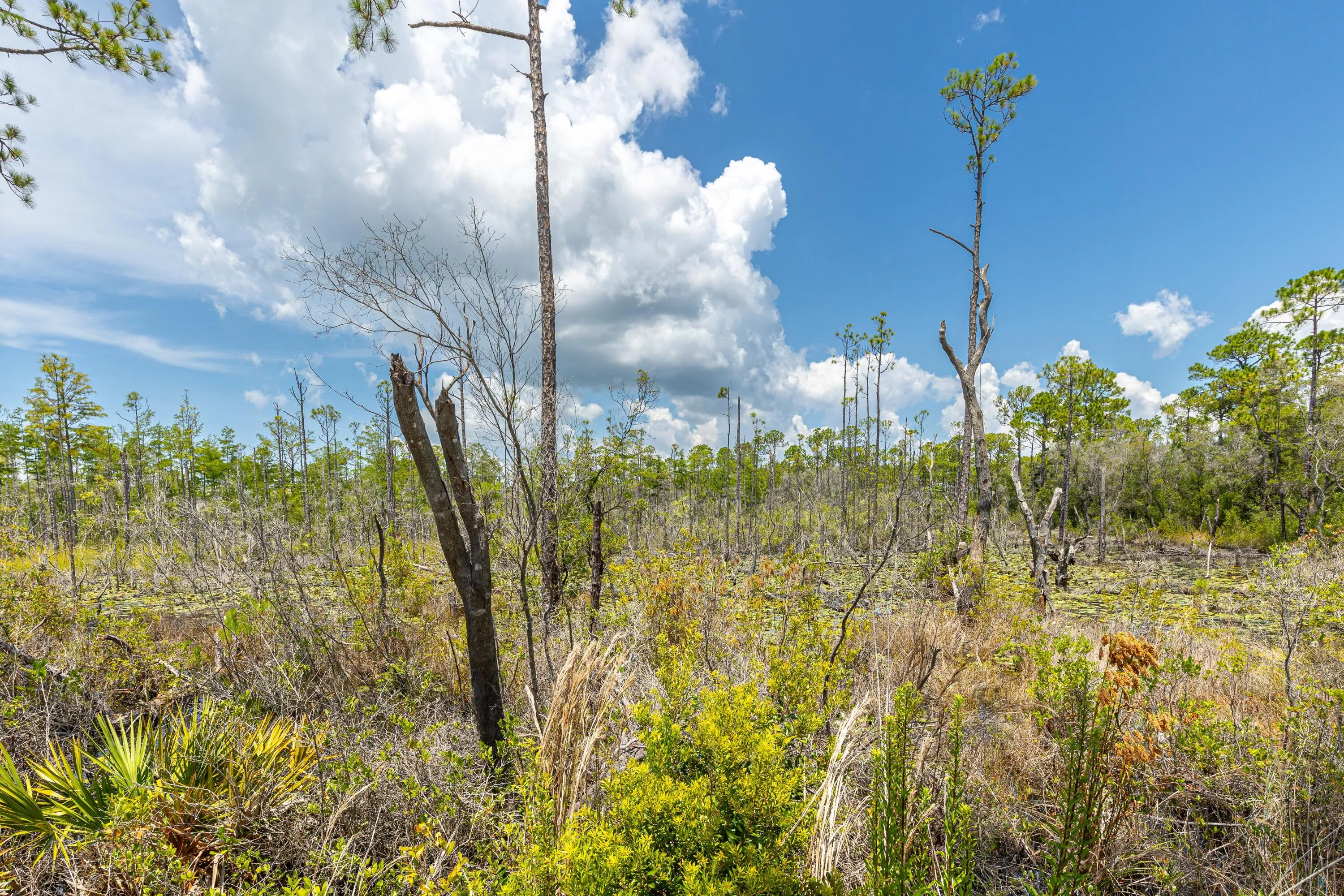 Santa Rosa Beach, Florida 32459, United States, 5 Bedrooms Bedrooms, ,5 BathroomsBathrooms,Residential,Active,177266