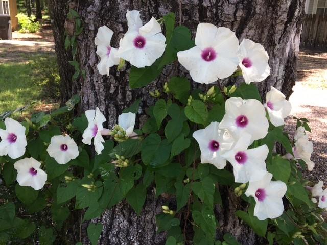 MAGNOLIA BAYE - Residential