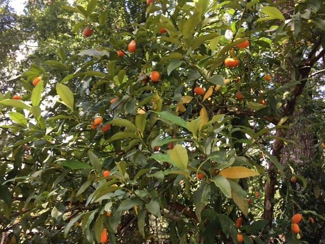 MAGNOLIA BAYE - Residential