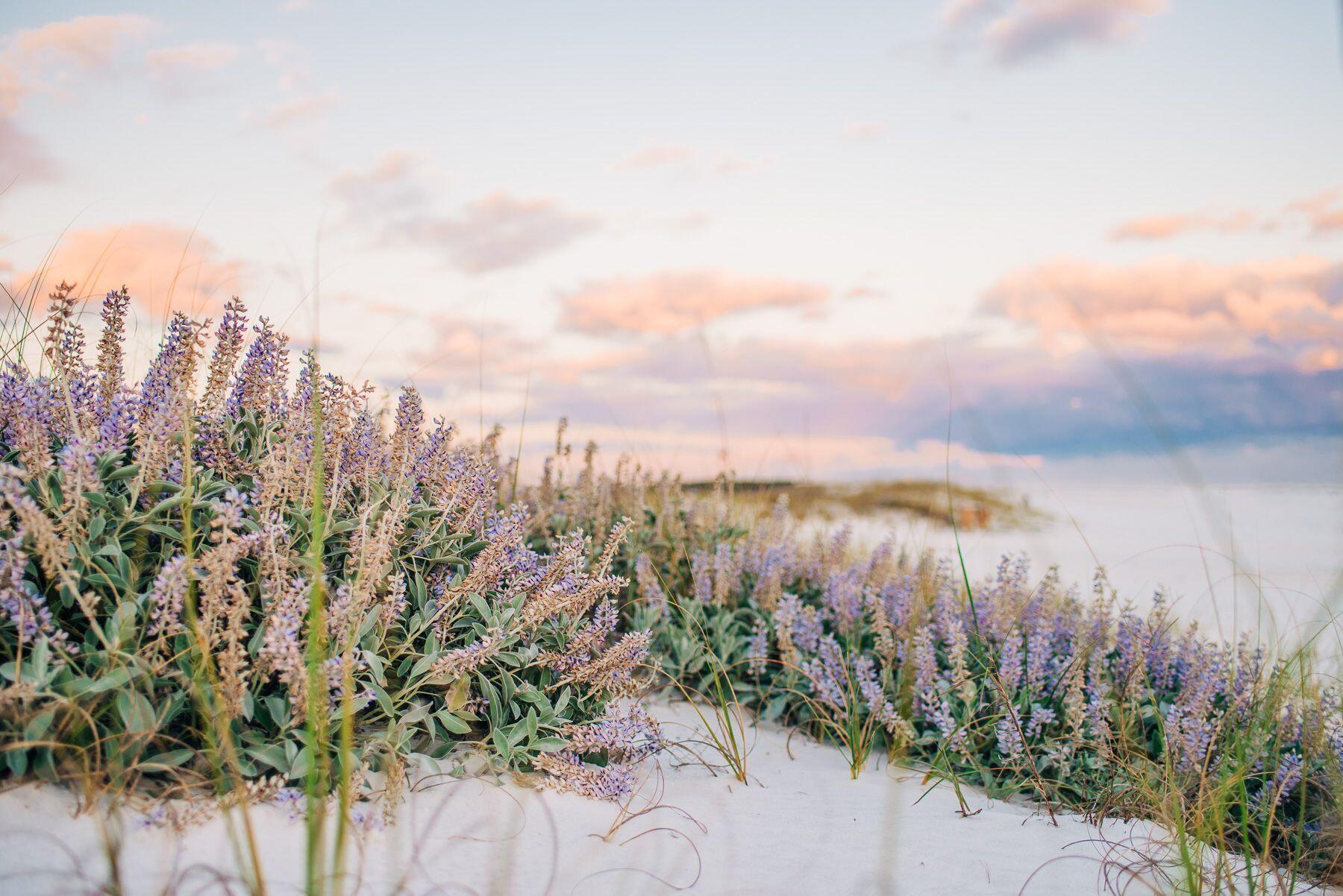 INLET BEACH - Residential