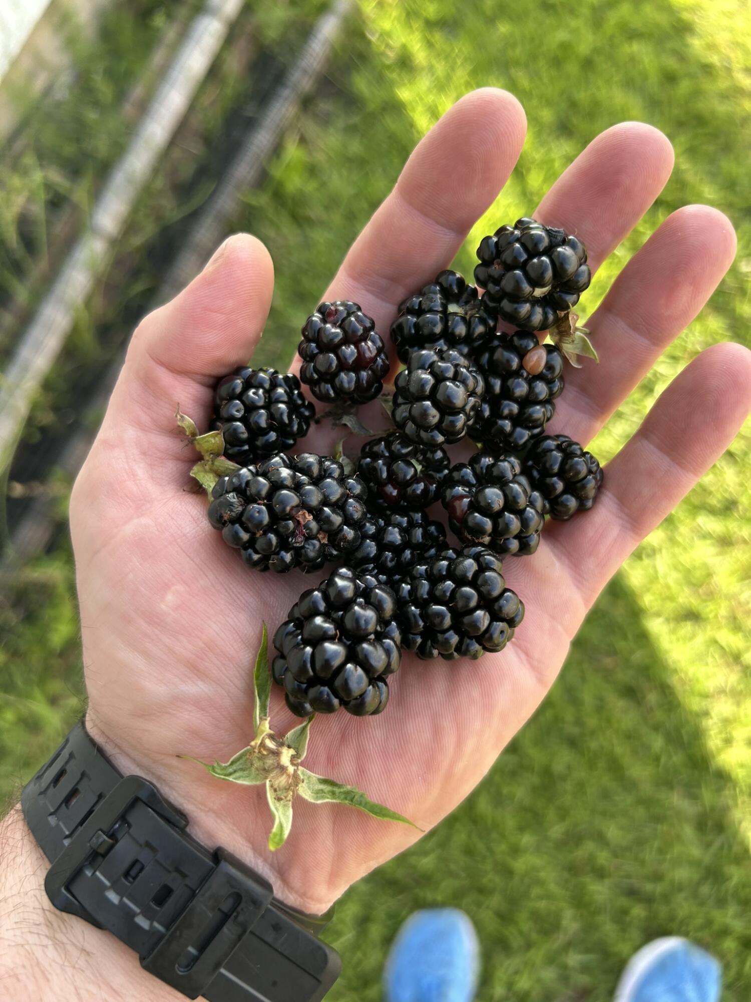 Forest Bay Est All - Residential