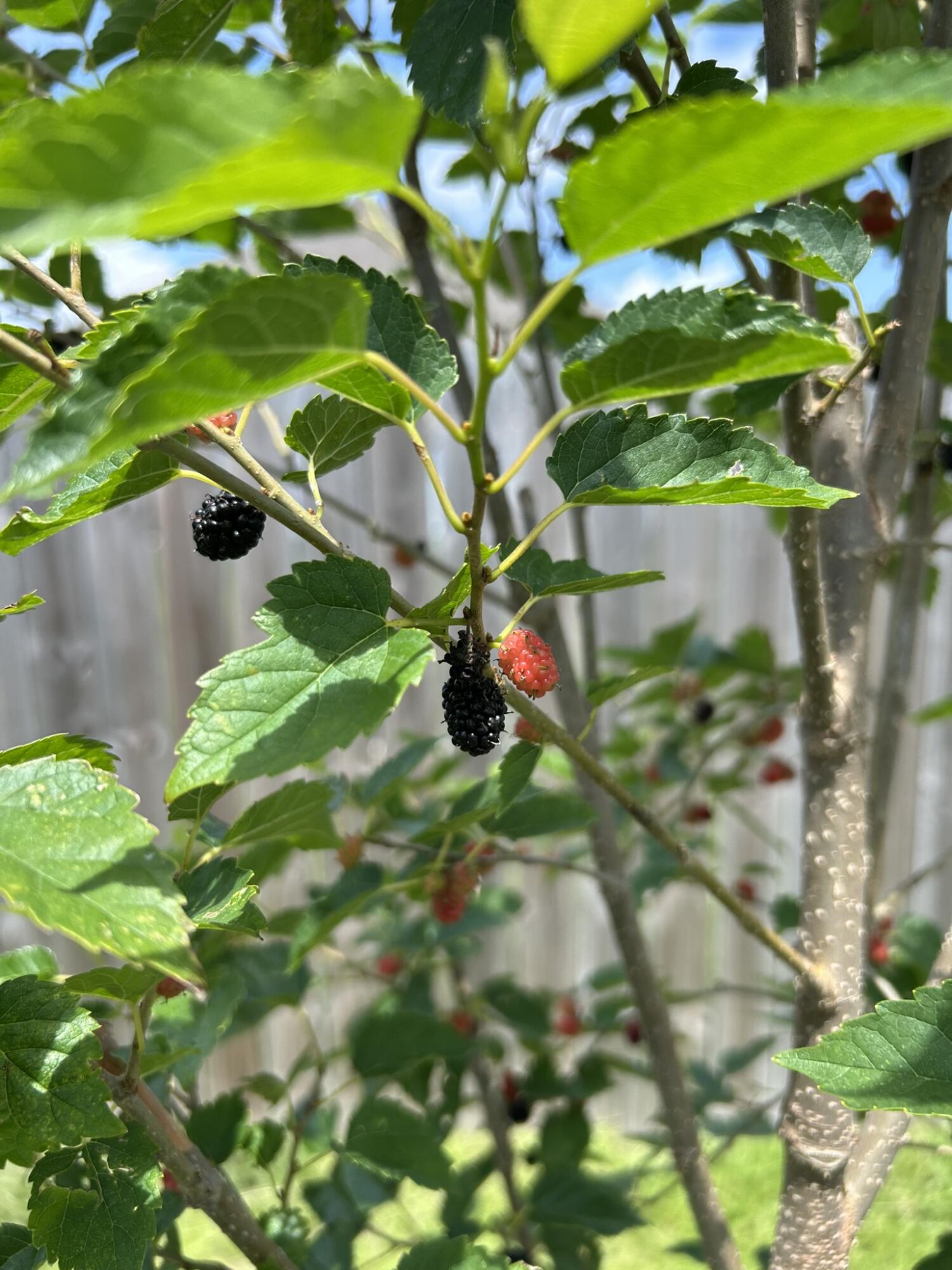 Forest Bay Est All - Residential