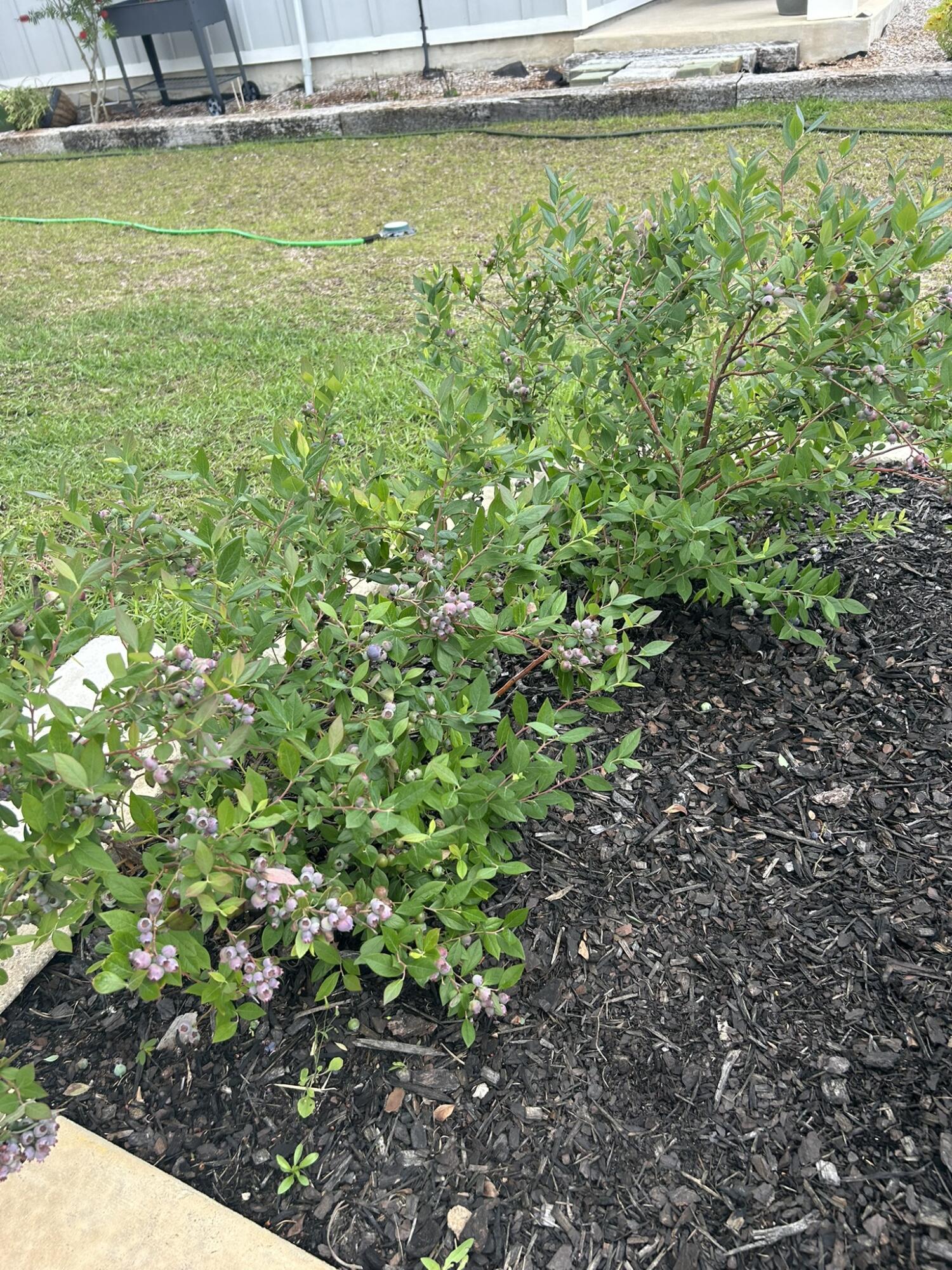 Forest Bay Est All - Residential