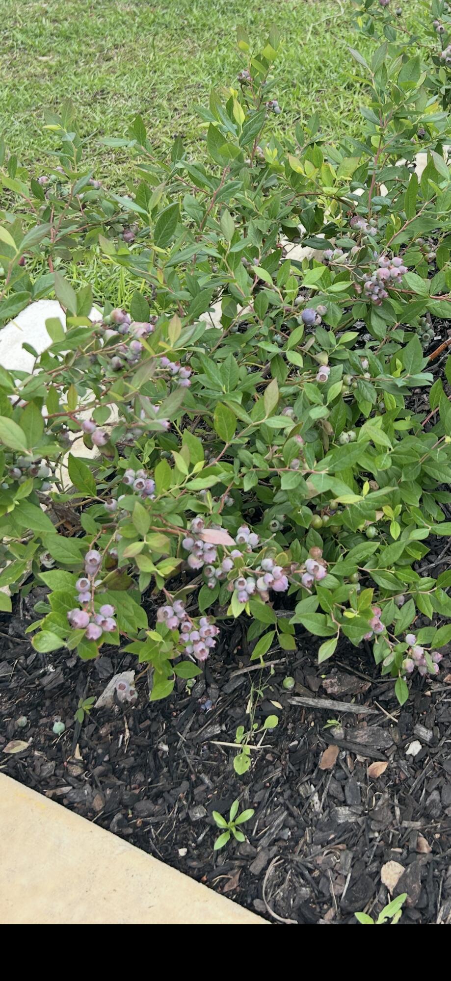 Forest Bay Est All - Residential