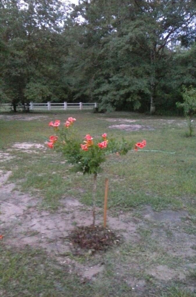 NONESUCH WAY - Residential