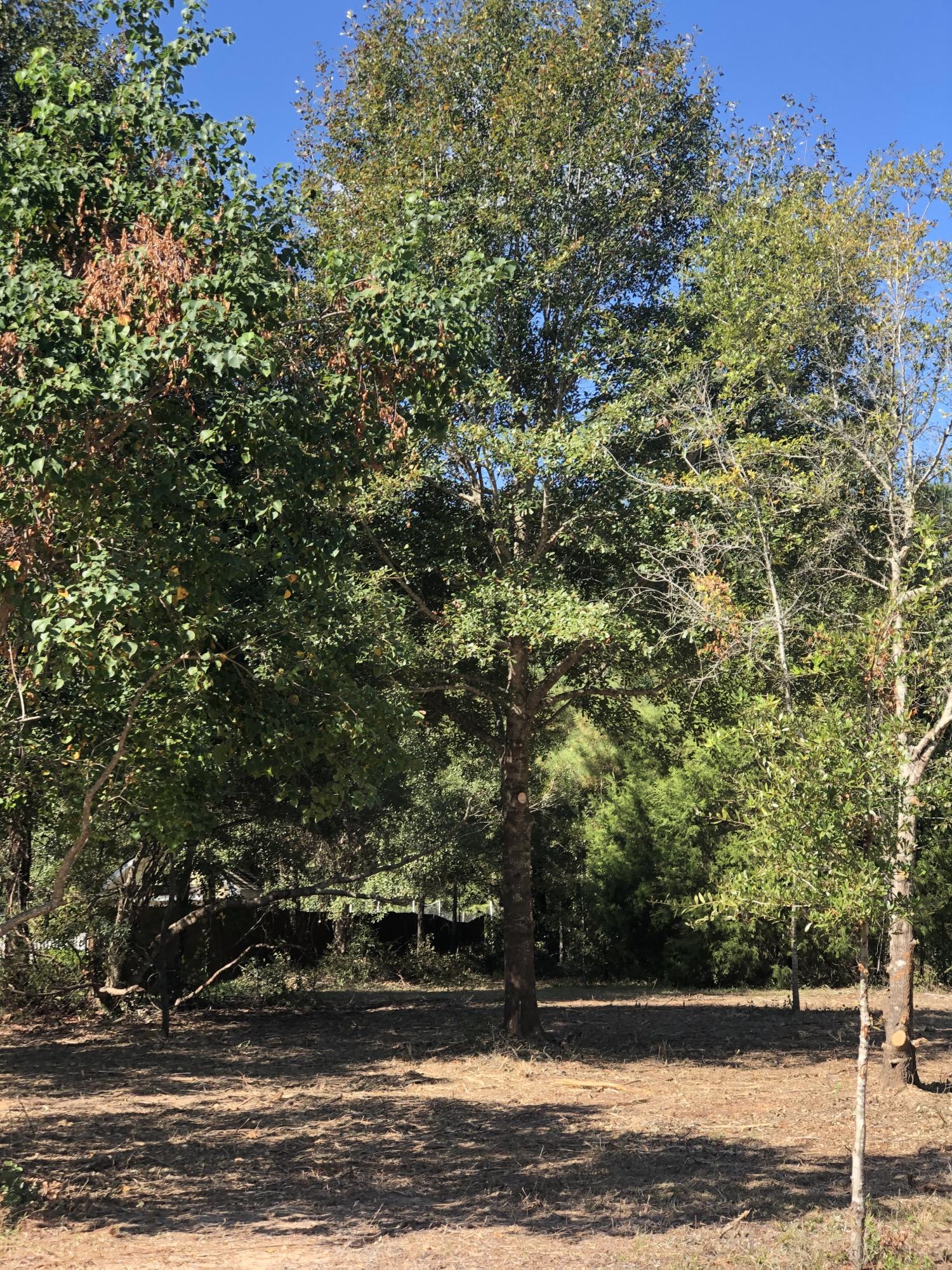 DORCHESTER PLACE - Land